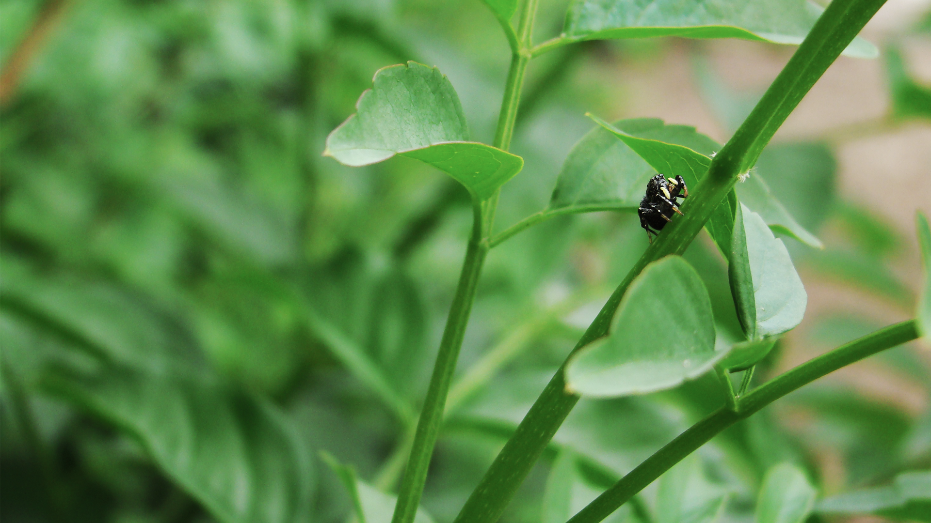 Black and yellow insect on a green plant stem HD Wallpaper