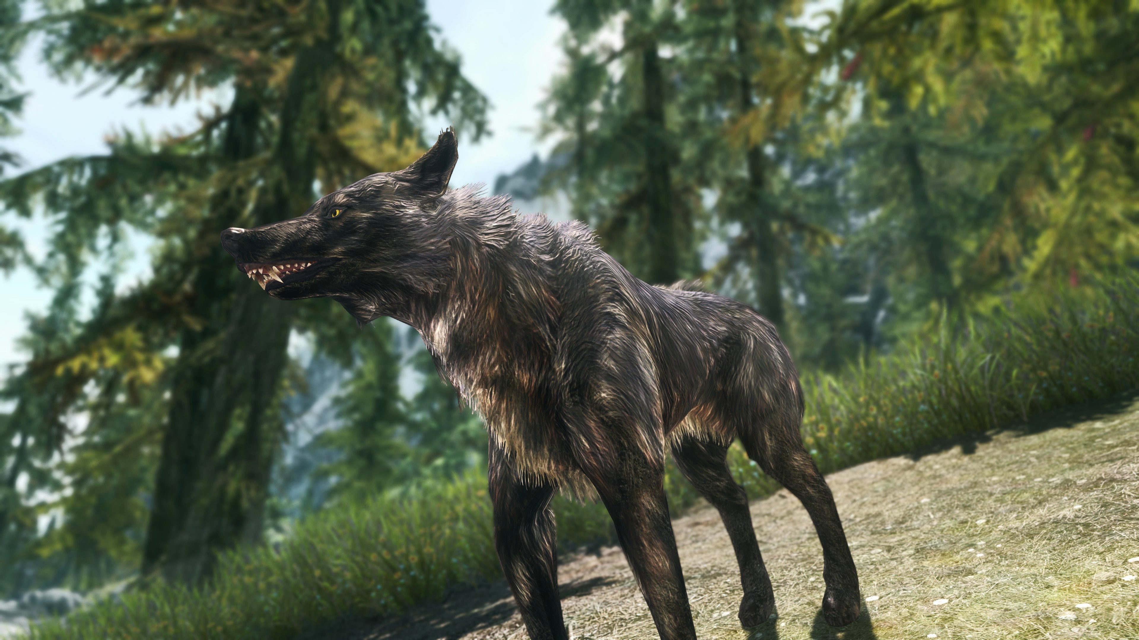 Wolf from The Elder Scrolls V Skyrim HD Wallpaper