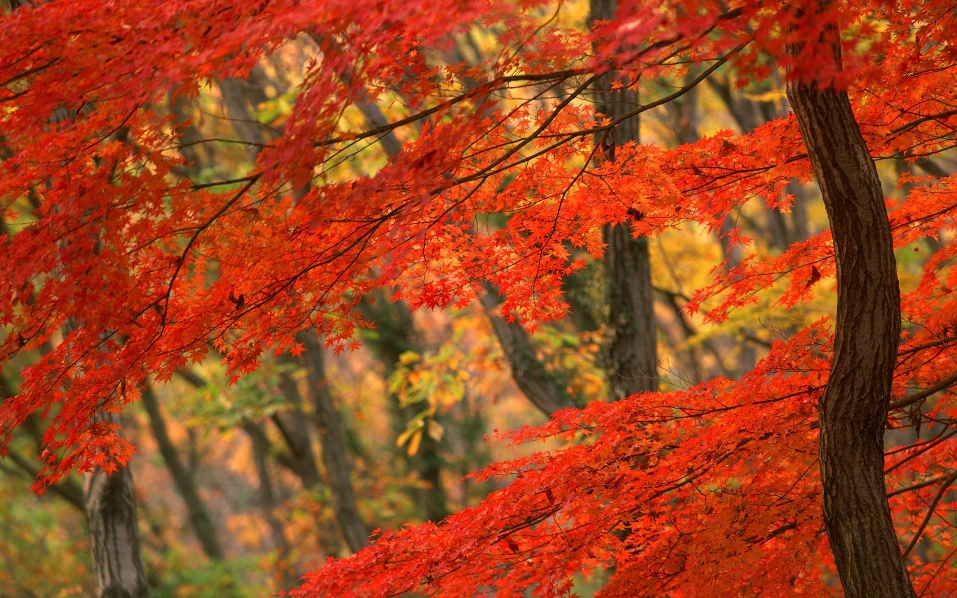 Autumn leaves on tree branches HD Wallpaper