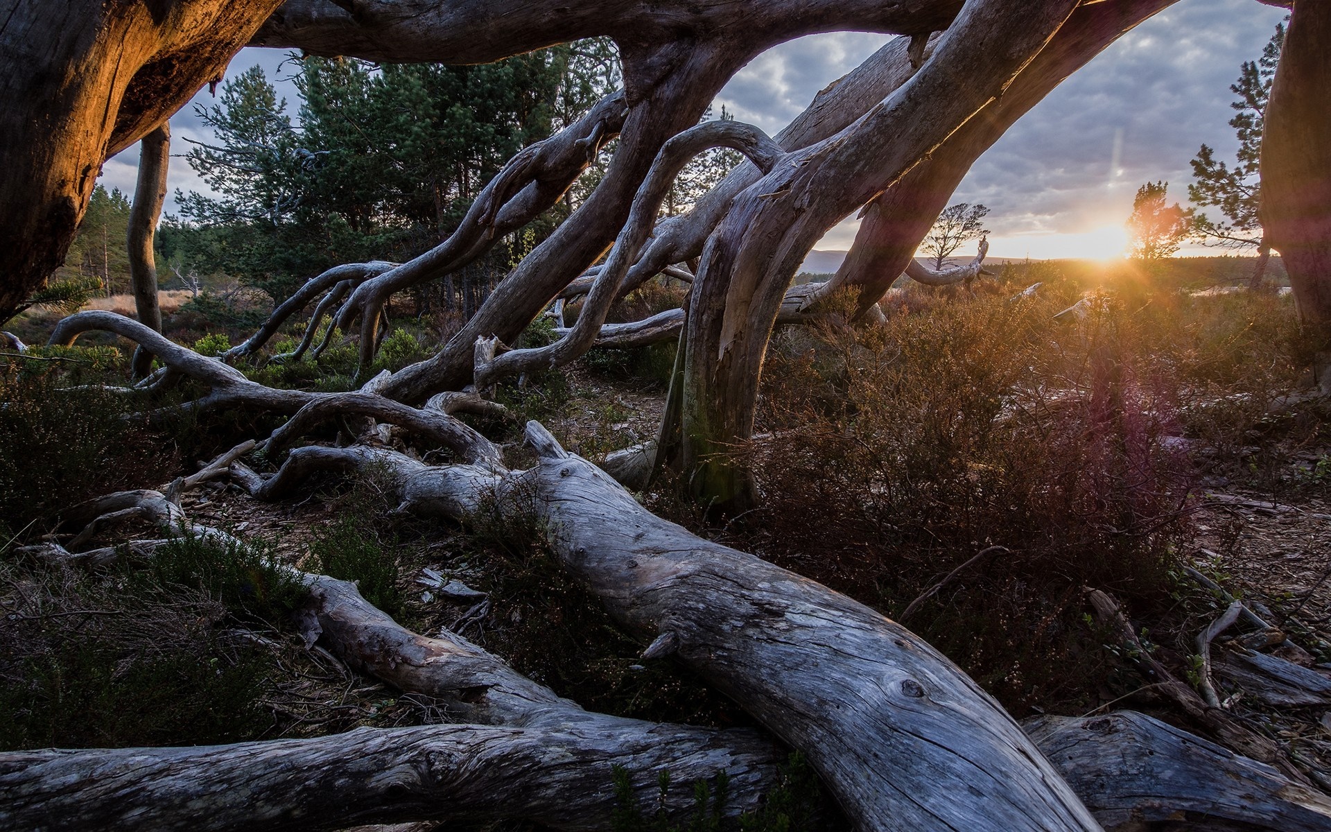 Fallen trees and branches in a forest at sunset HD Wallpaper