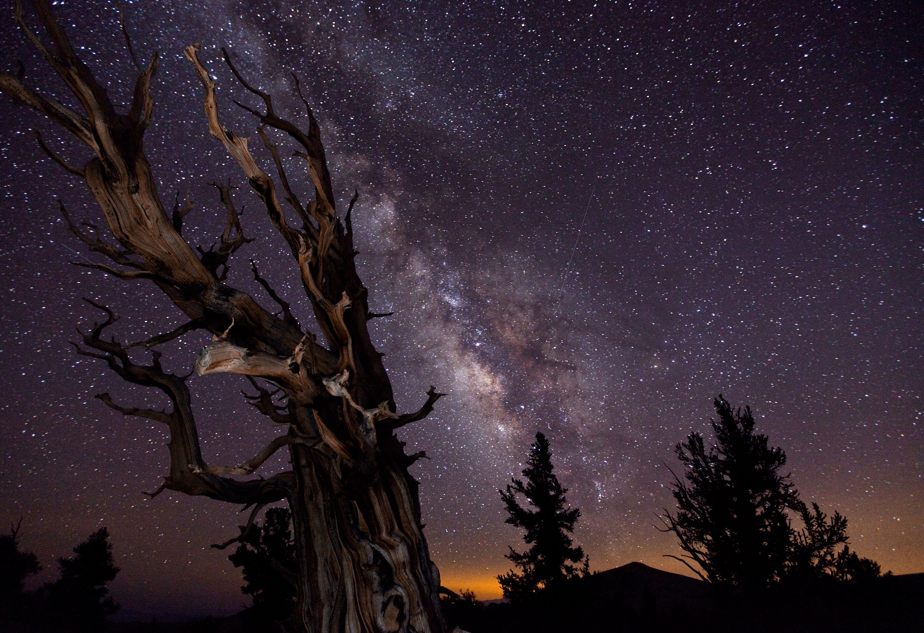 Ancient tree under the Milky Way HD Wallpaper