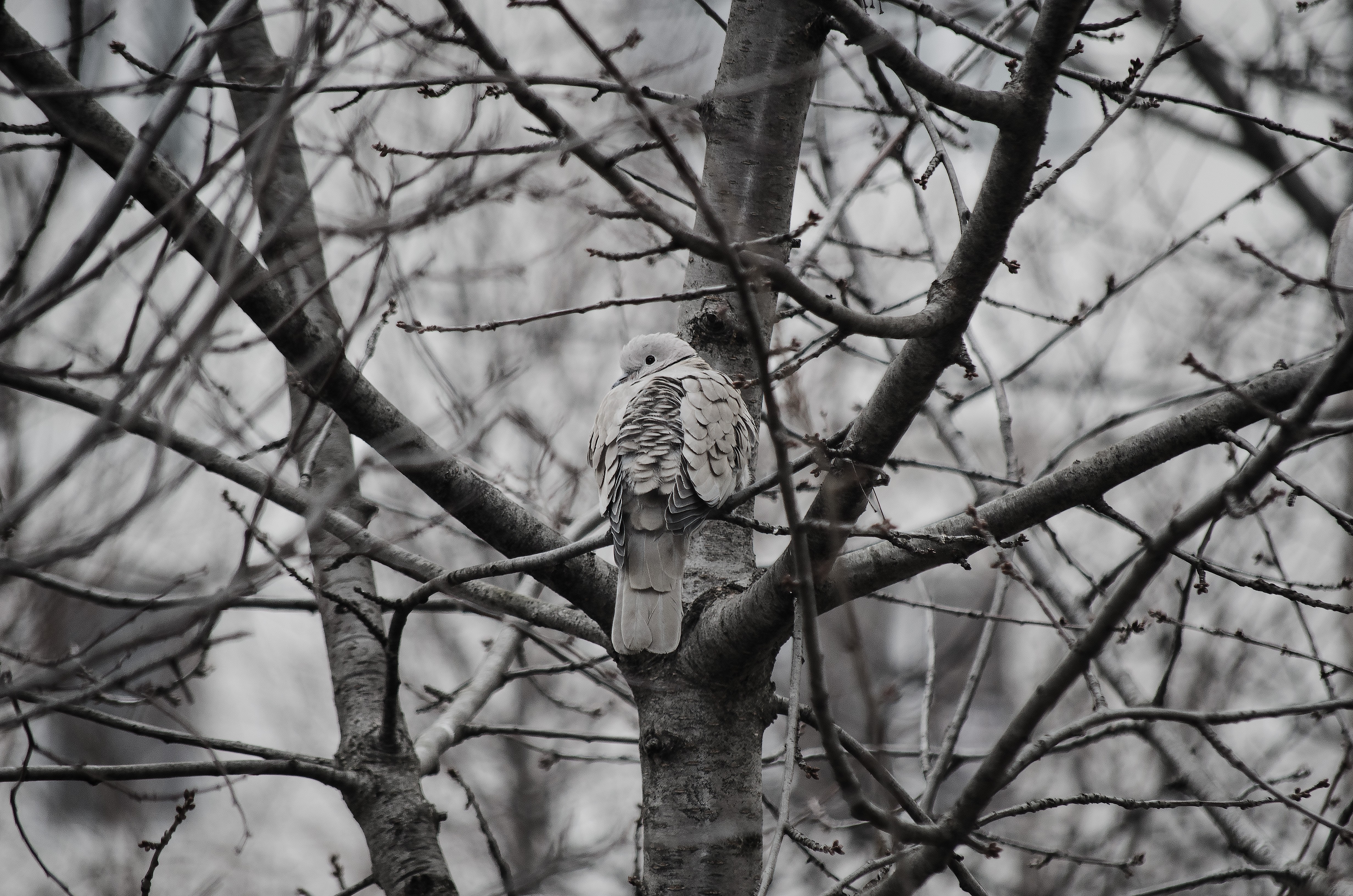 Monochrome image of a bird perched on a tree branch HD Wallpaper