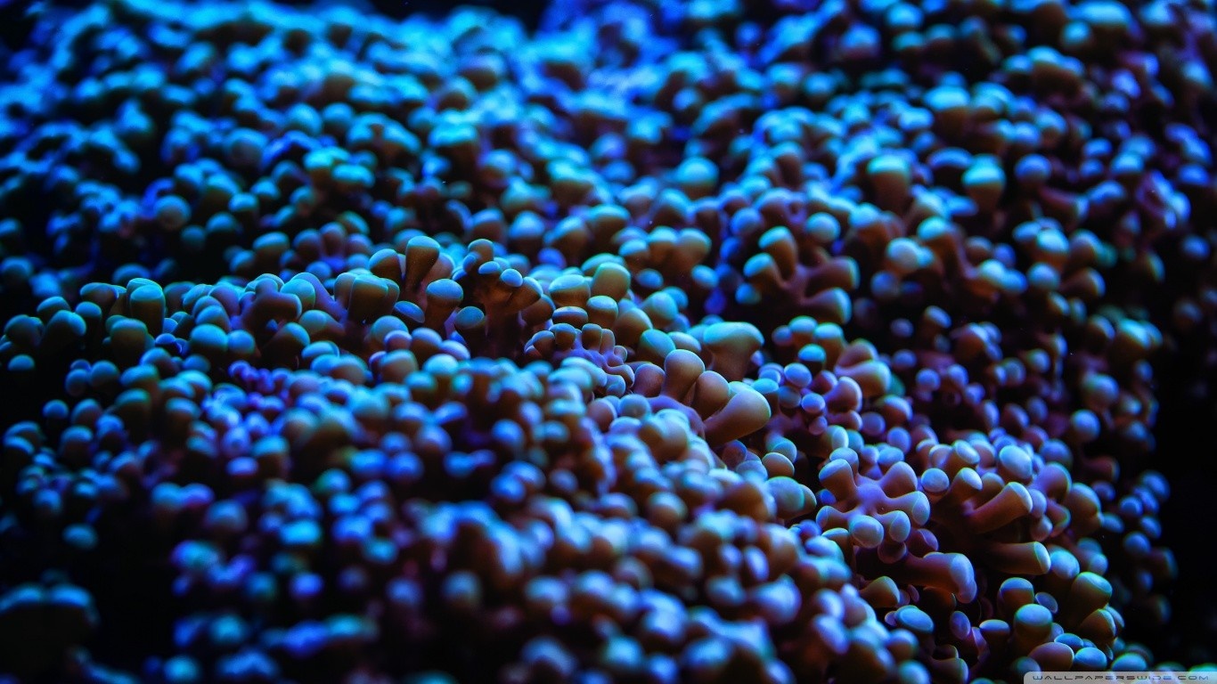 Close-up of blue and purple coral reef HD Wallpaper