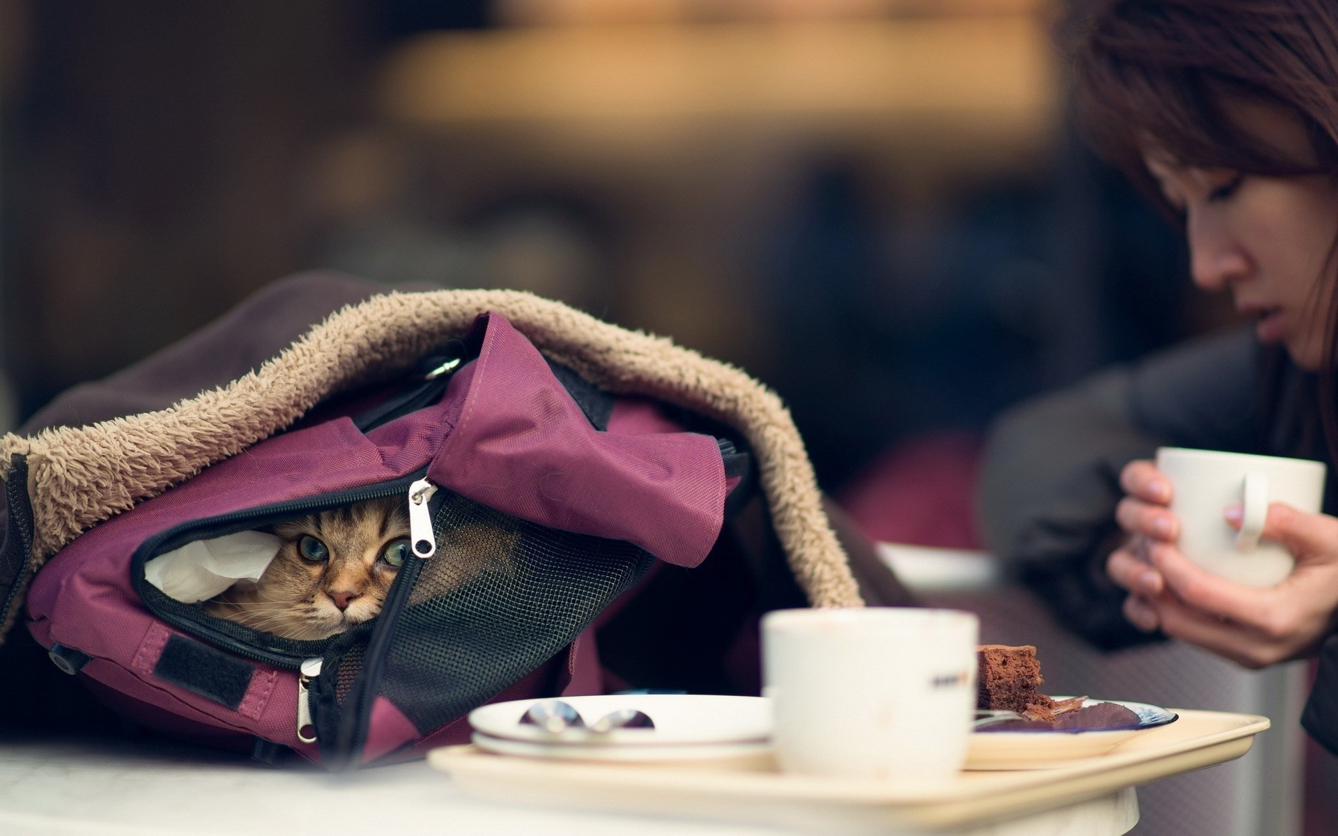 Cat peeking out of a bag with a woman drinking coffee HD Wallpaper