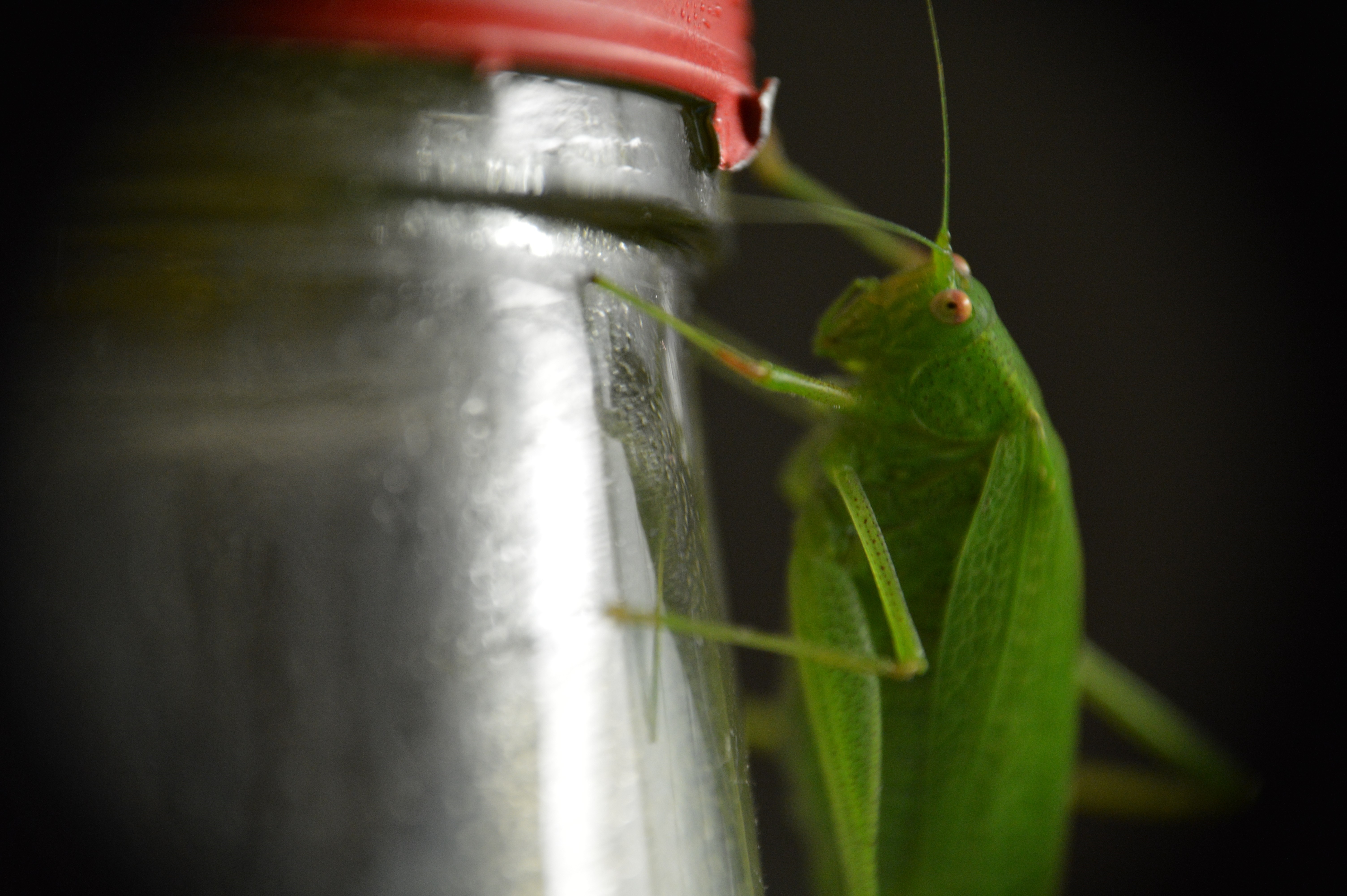 Green grasshopper on a glass jar with red lid HD Wallpaper