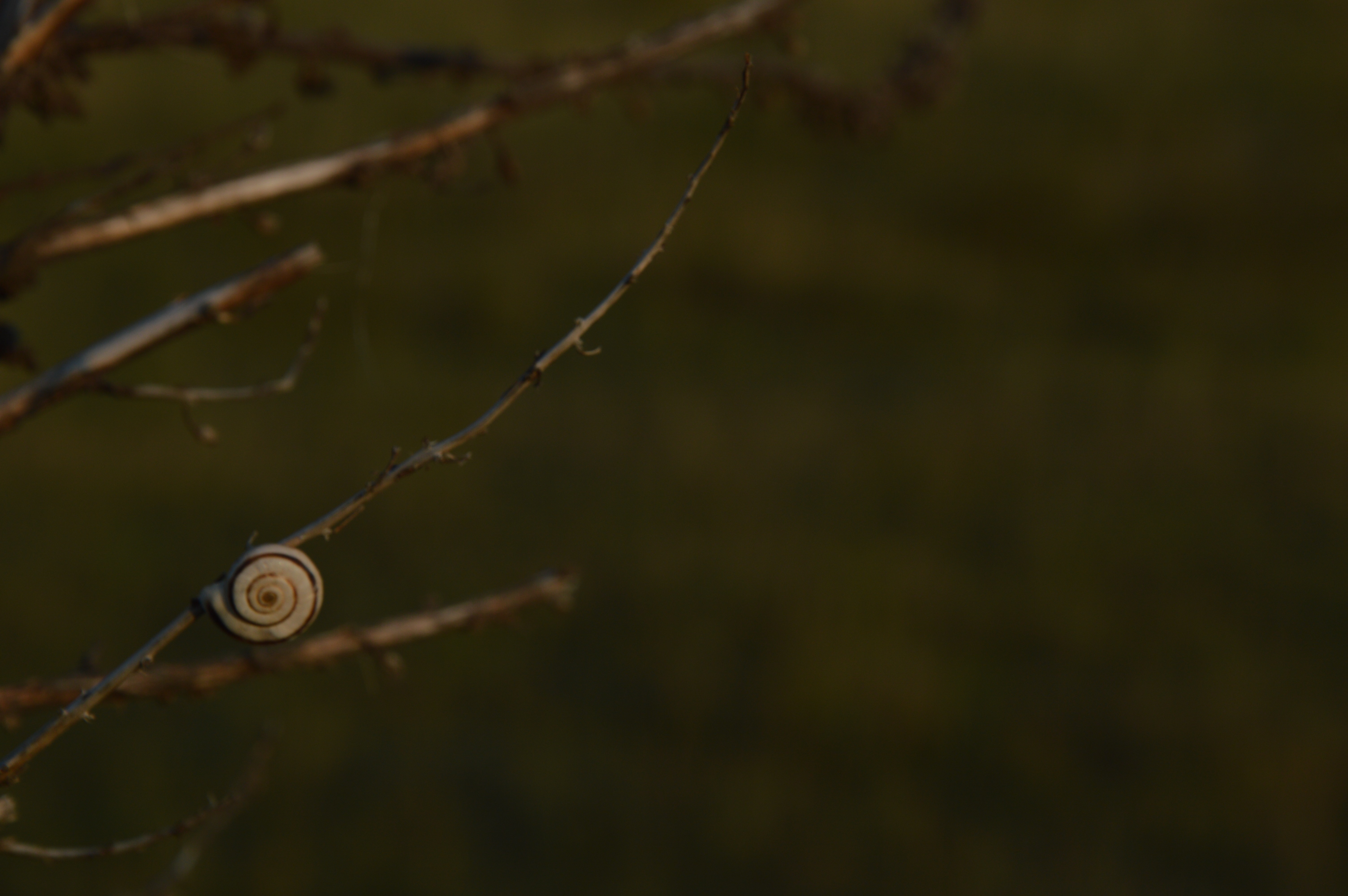 Snail on a branch with blurred background HD Wallpaper