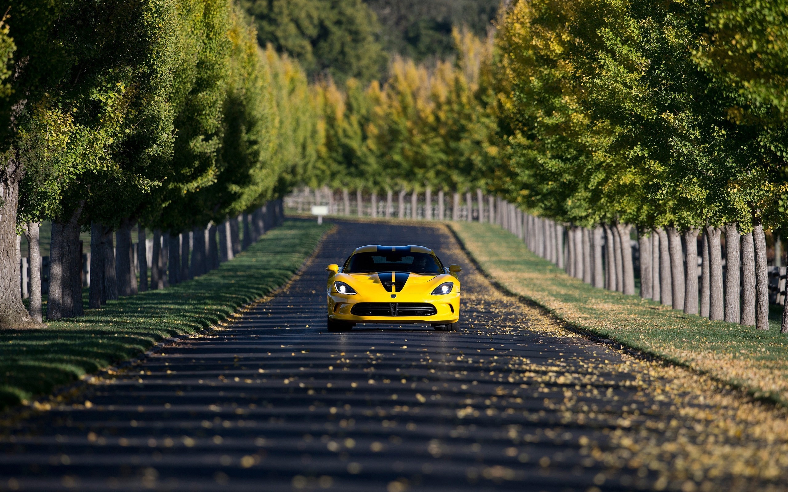 Yellow Dodge Viper driving down tree-lined road in autumn HD Wallpaper