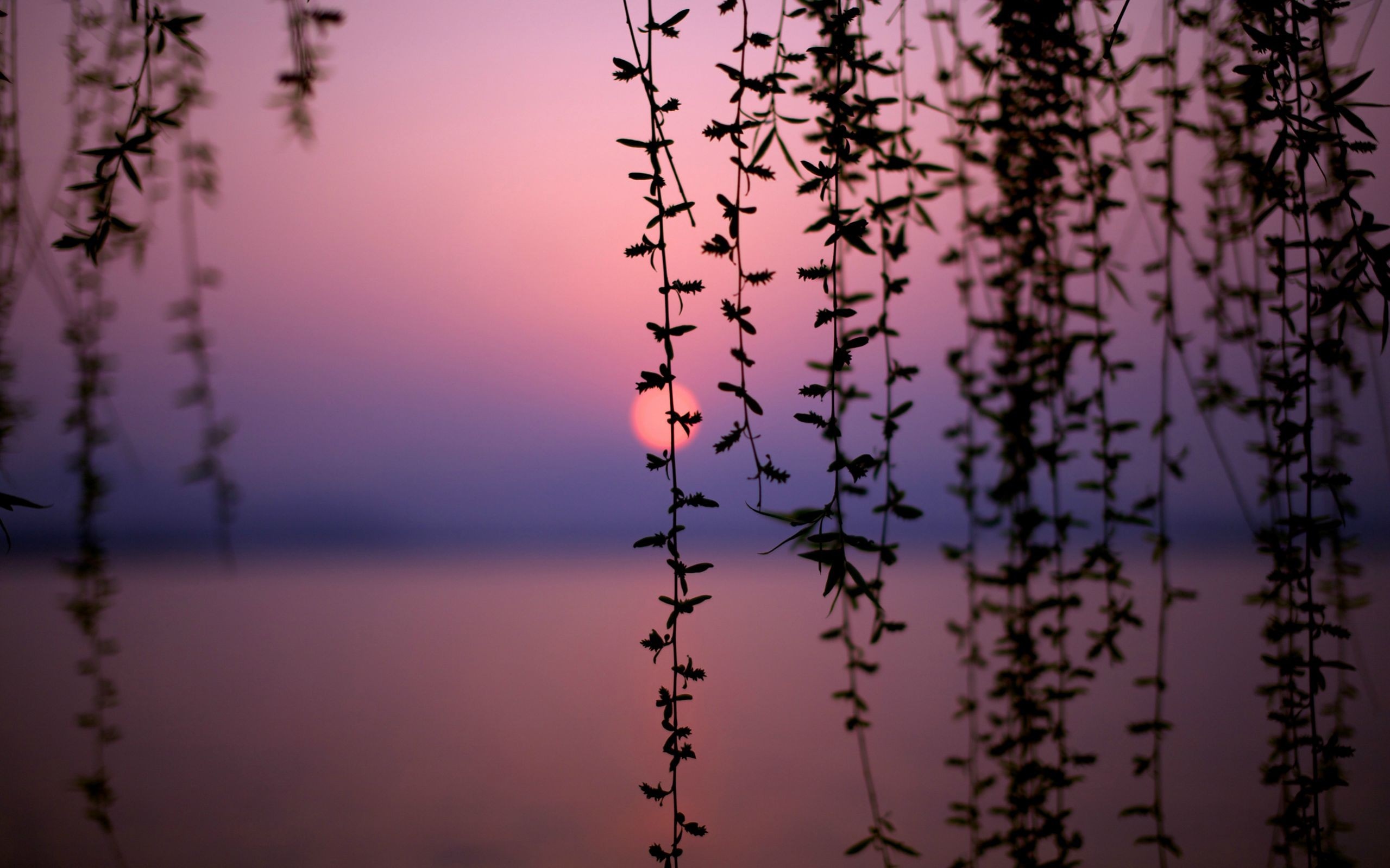 Silhouette of hanging branches against a sunset over water HD Wallpaper