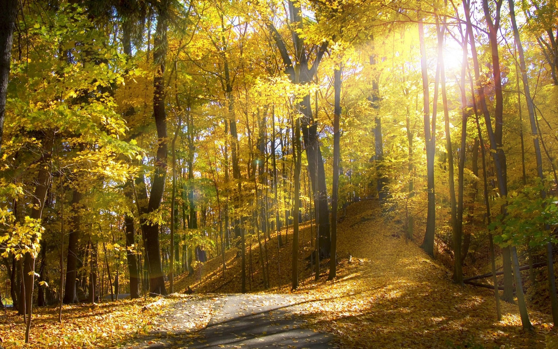 Sunlight filtering through autumn trees onto a path HD Wallpaper