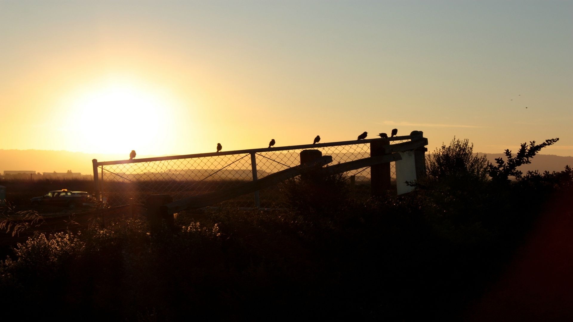 Birds silhouetted on a fence at sunset HD Wallpaper