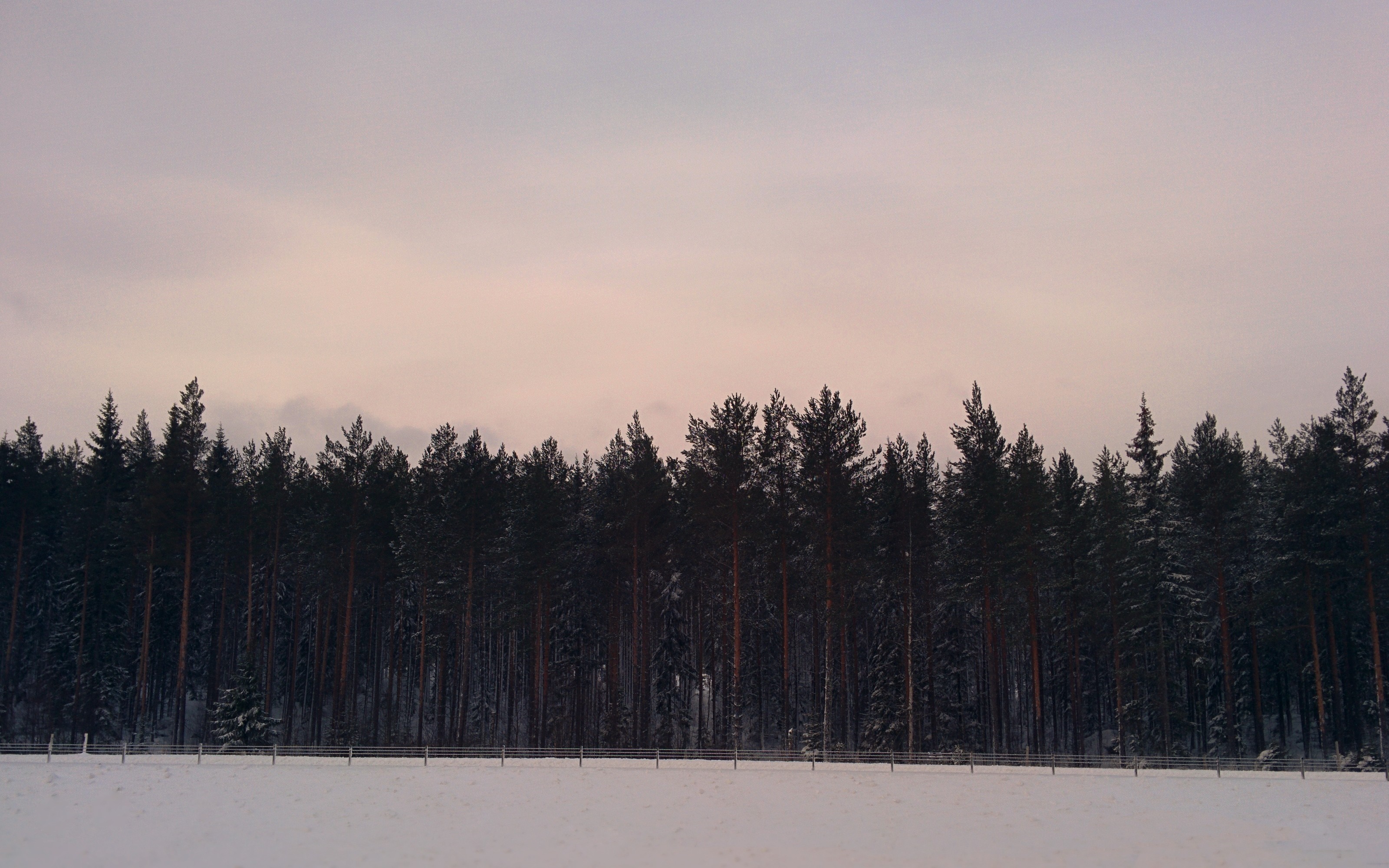 Snowy forest landscape at dusk with a pale sky HD Wallpaper