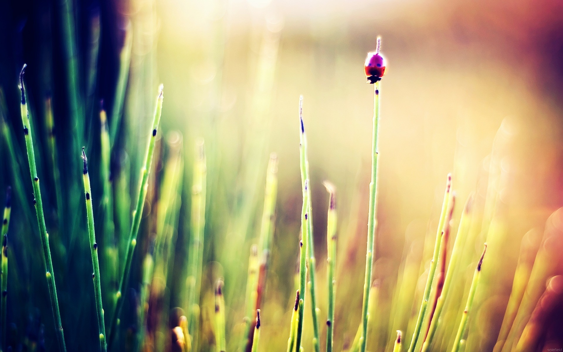 Ladybug on a blade of grass in sunlight HD Wallpaper