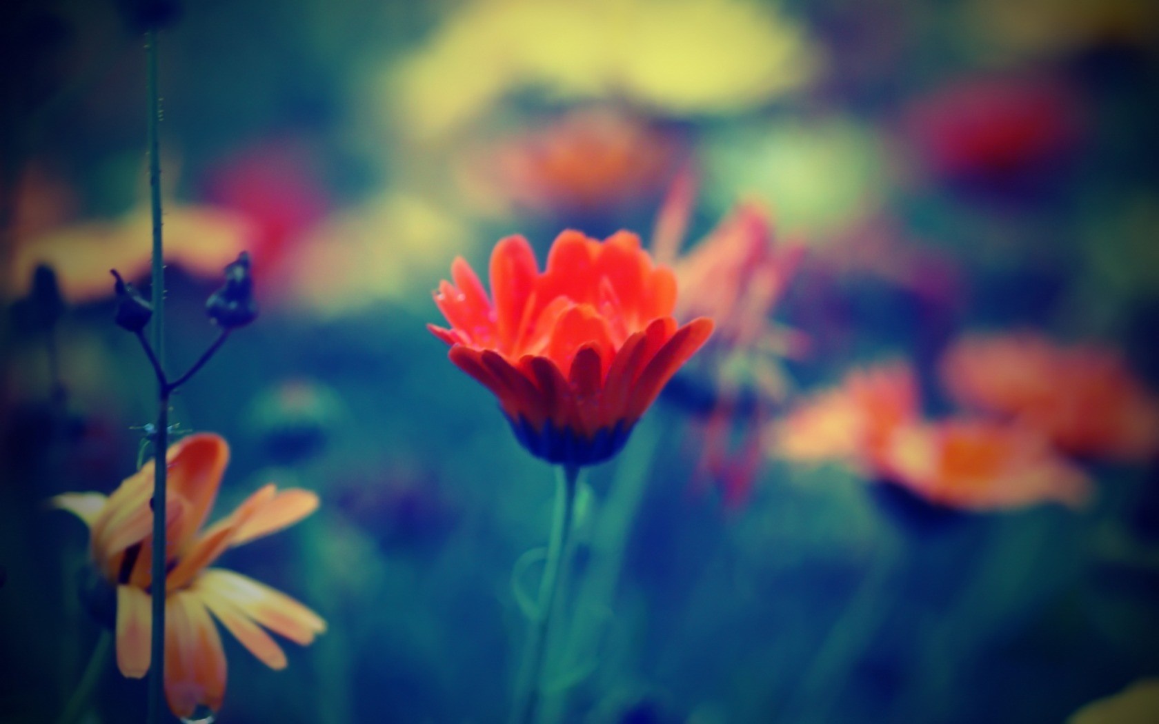 Close-up of orange and red flowers with shallow depth of field HD Wallpaper
