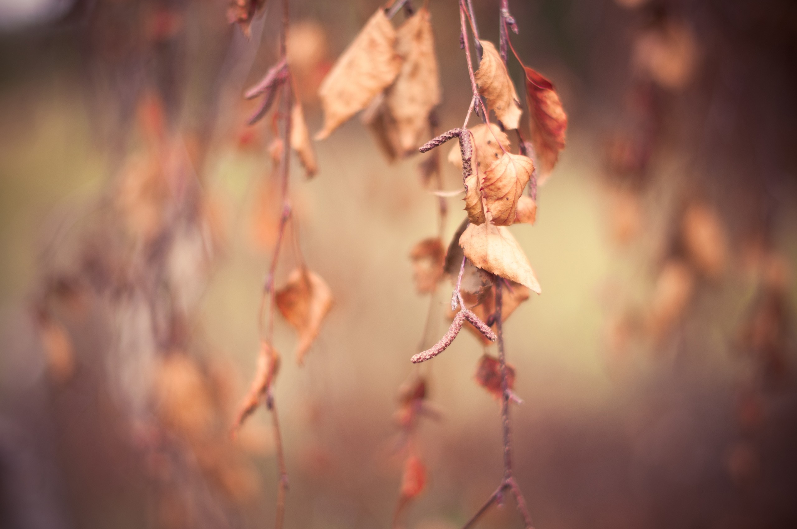 Autumn leaves on branches with shallow depth of field HD Wallpaper