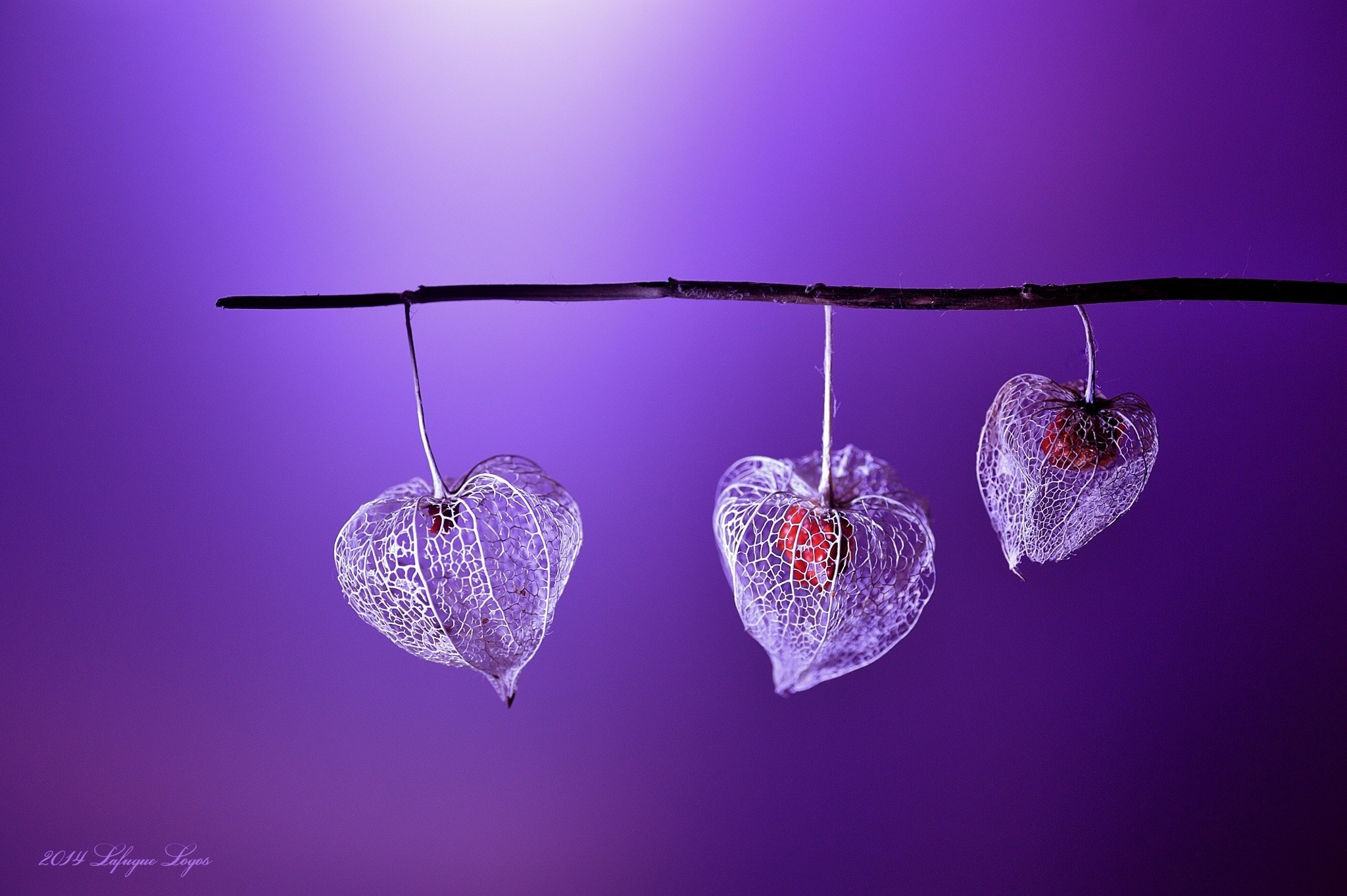 Three Chinese Lanterns hanging from a branch HD Wallpaper