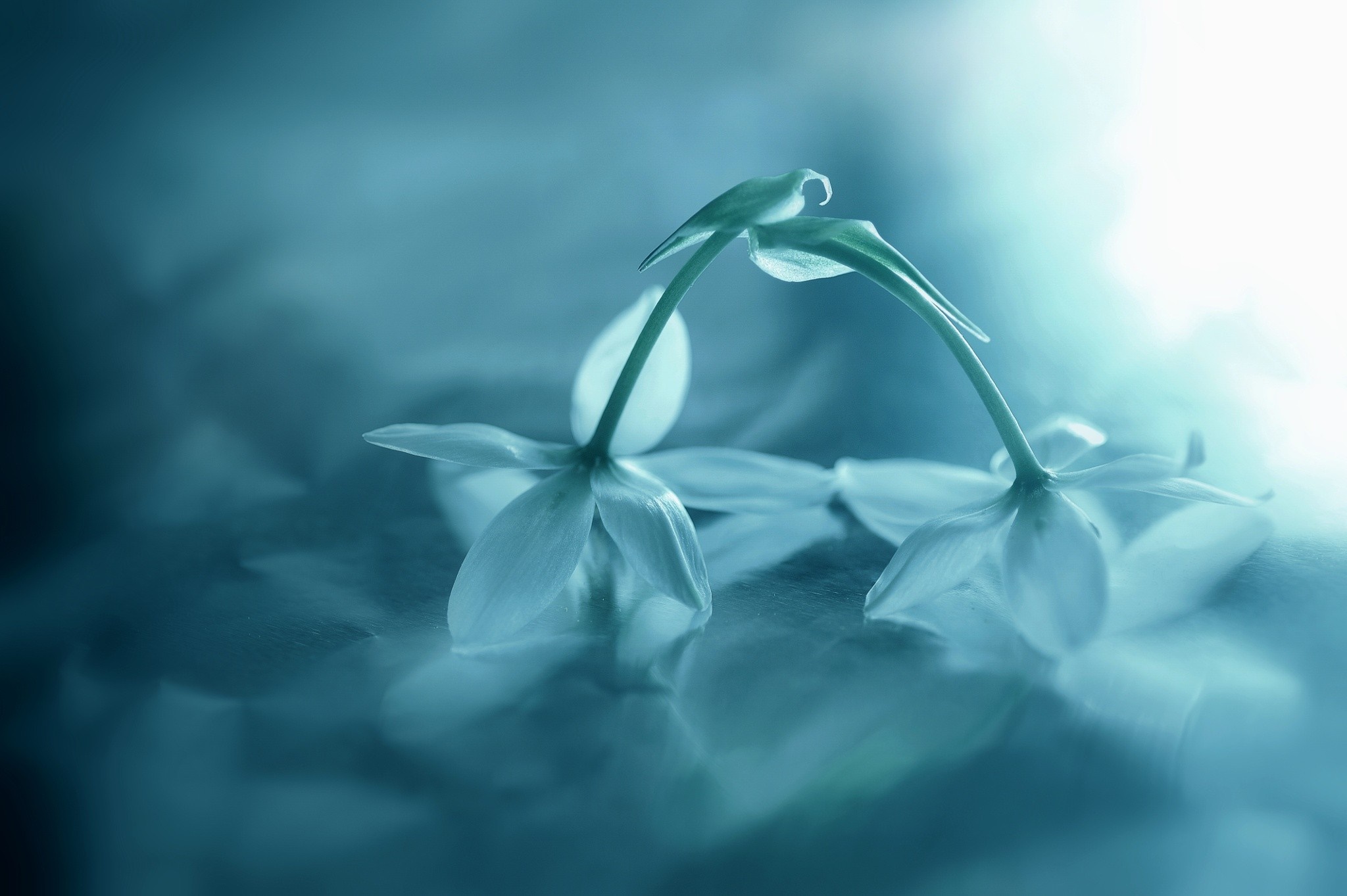 Two delicate white flowers with stems arching towards each other HD Wallpaper