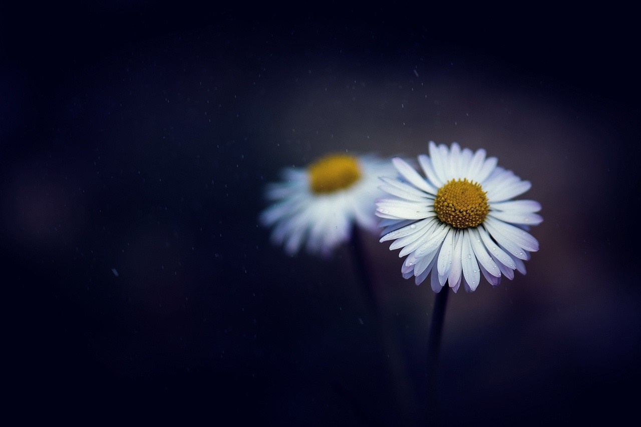 Two daisies with yellow centers and white petals HD Wallpaper
