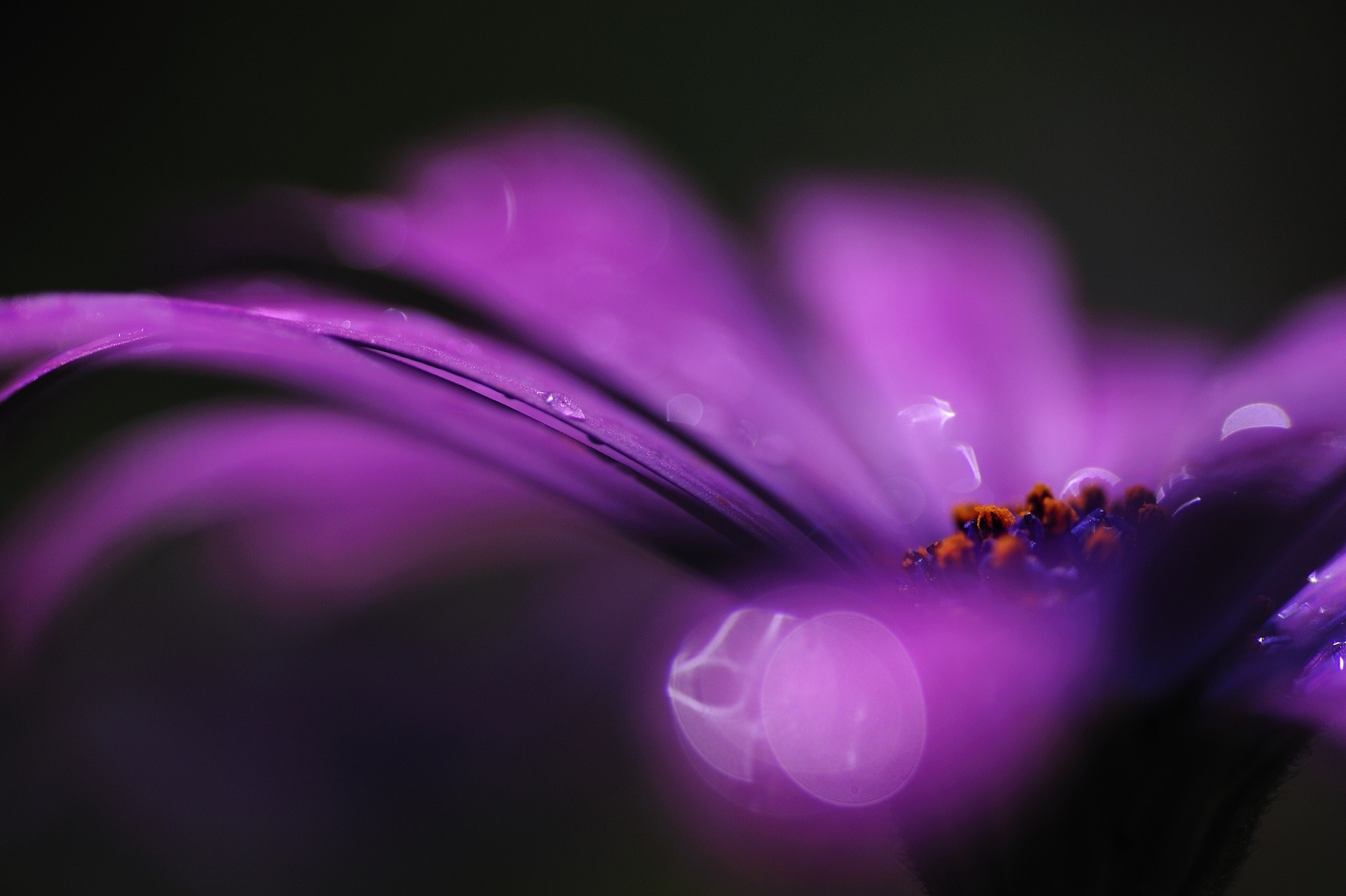 Close-up of a purple flower with water droplets HD Wallpaper