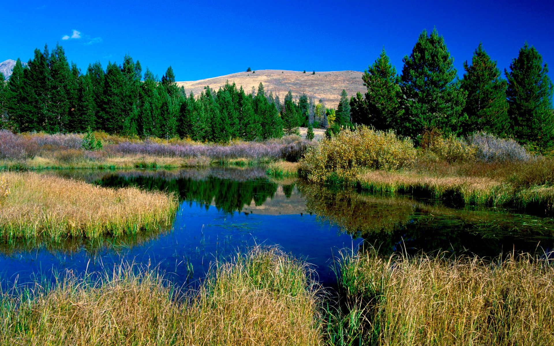 Pond with trees and a hill HD Wallpaper