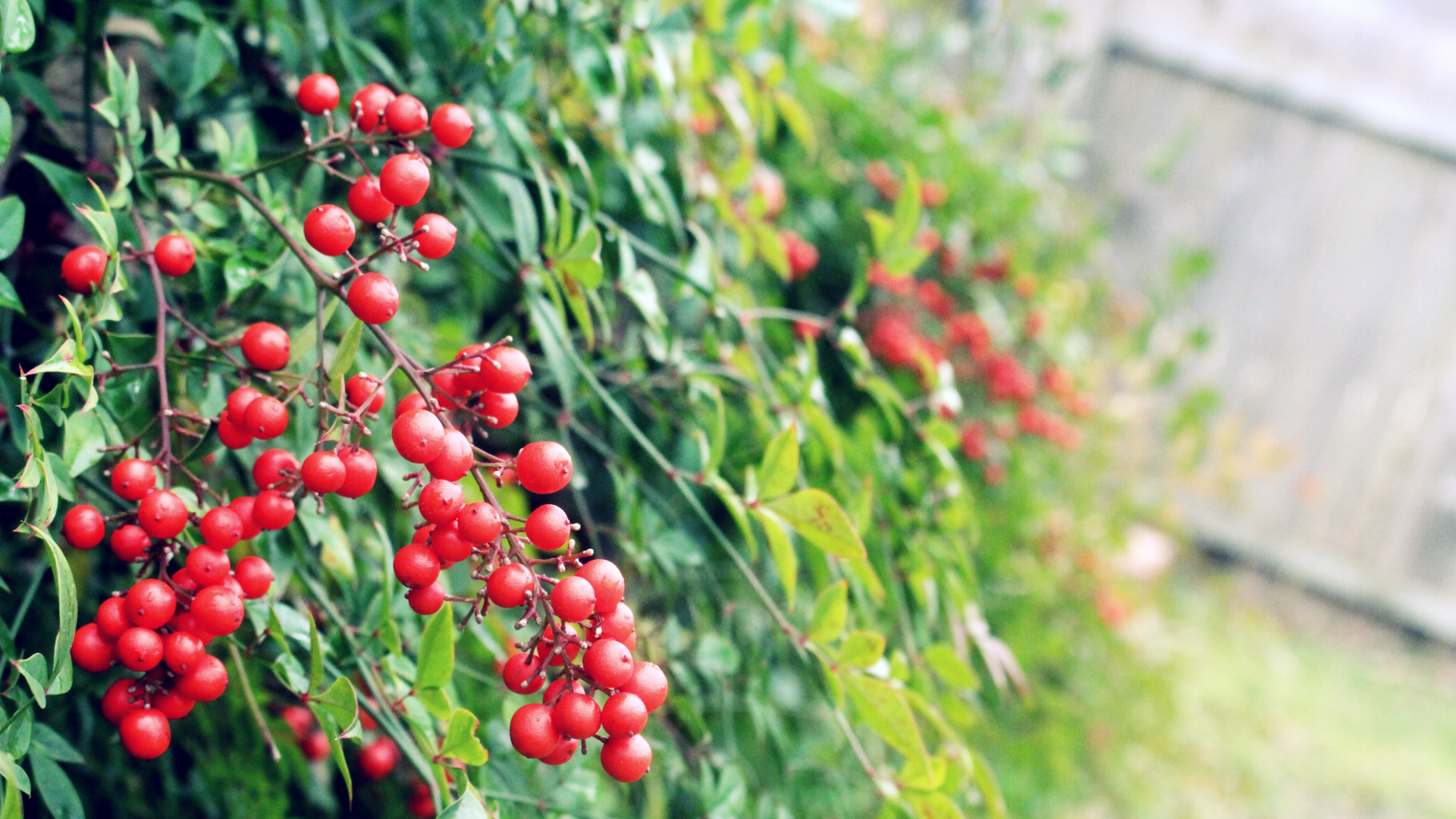 Red berries on a green plant with shallow depth of field HD Wallpaper