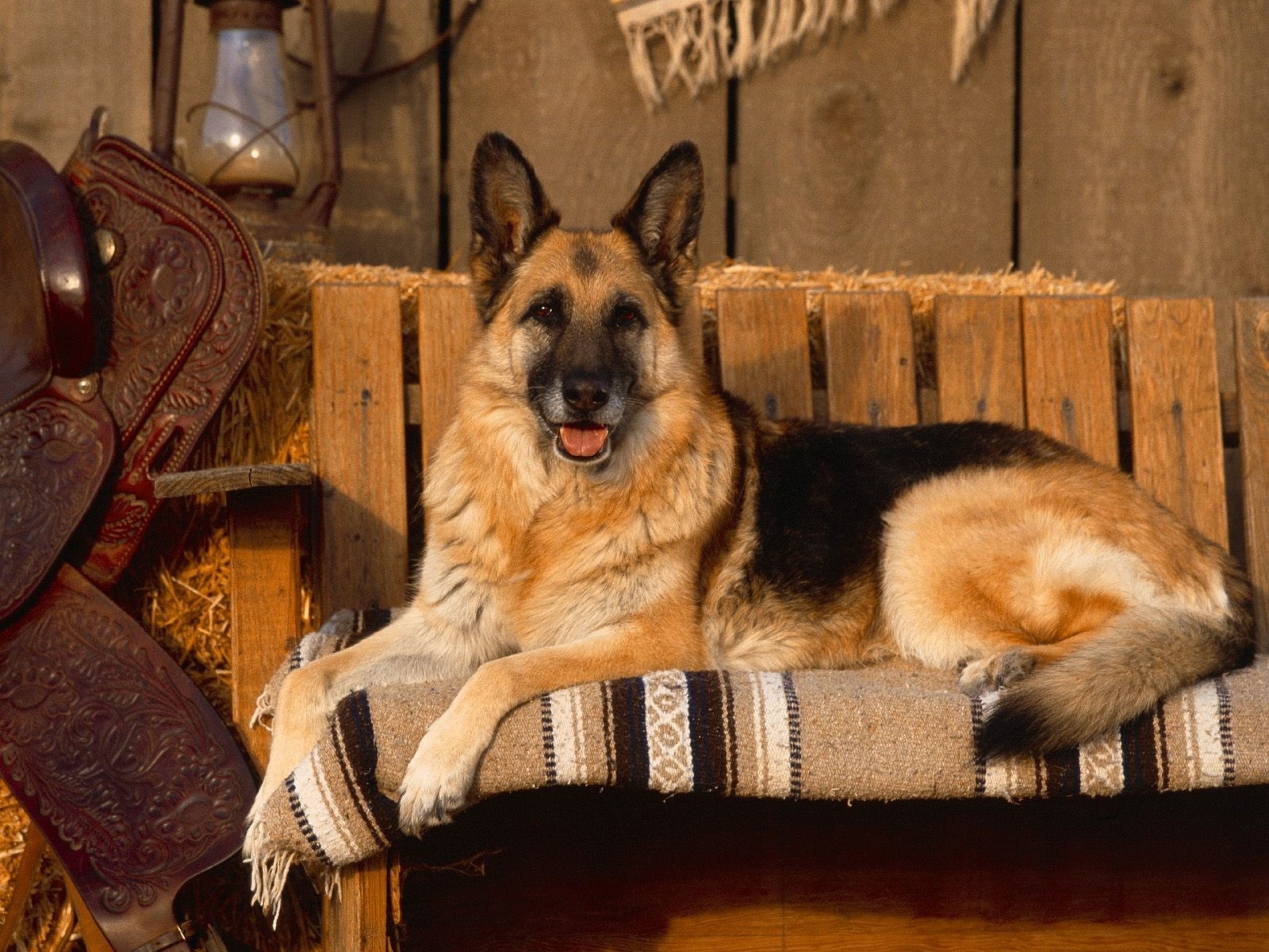 German Shepherd dog resting on a bench with saddle and lantern HD Wallpaper