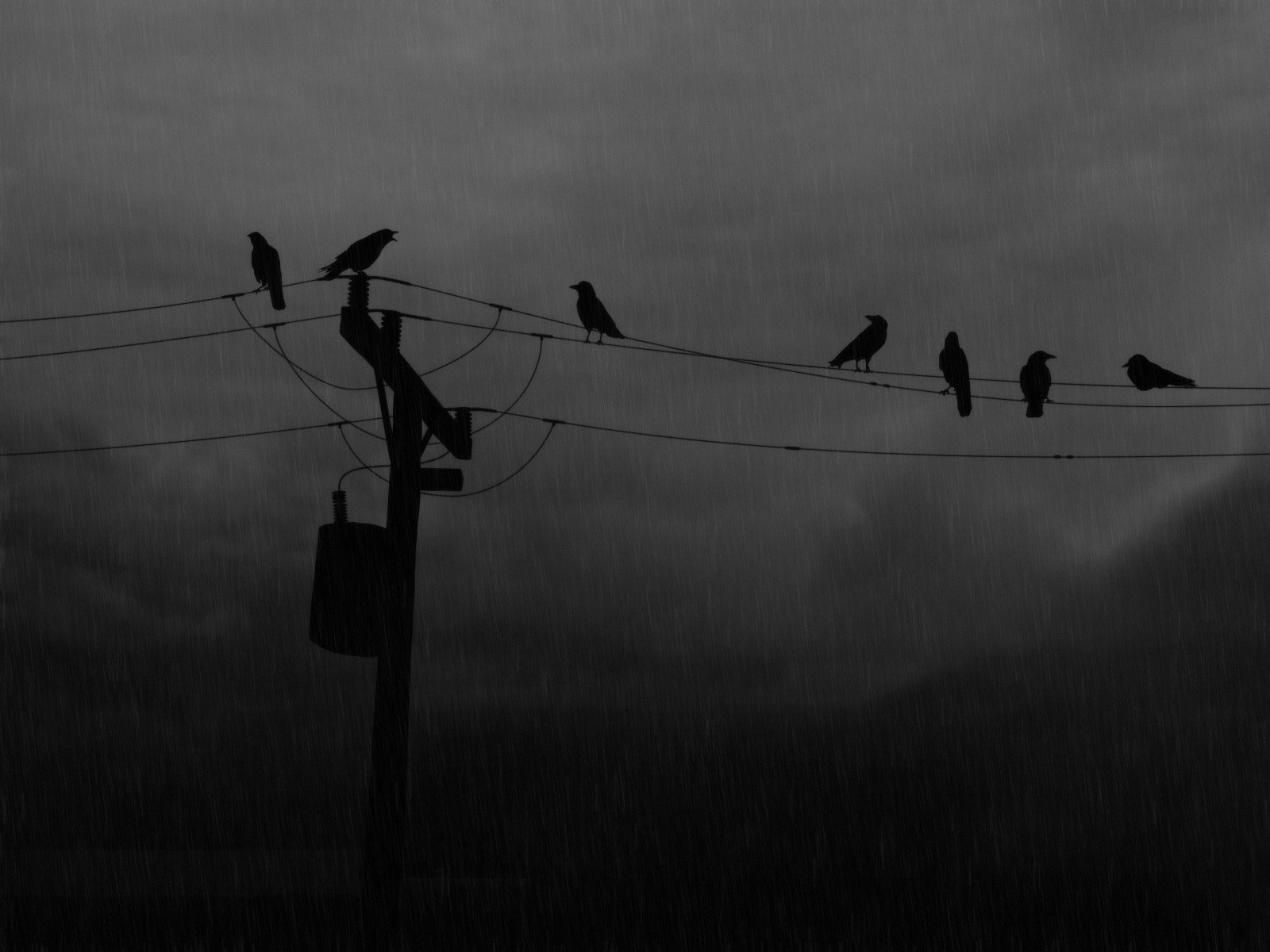 Birds on power lines in the rain HD Wallpaper