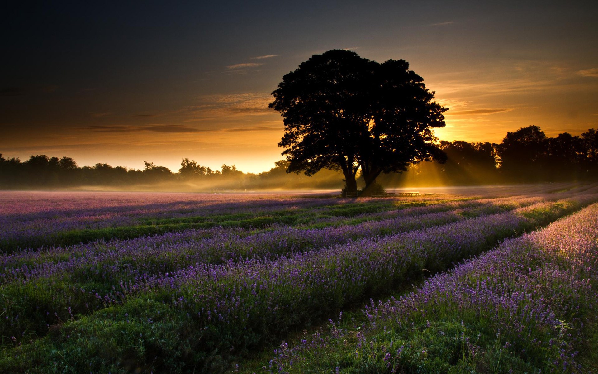 Lavender field at sunrise with a large tree HD Wallpaper