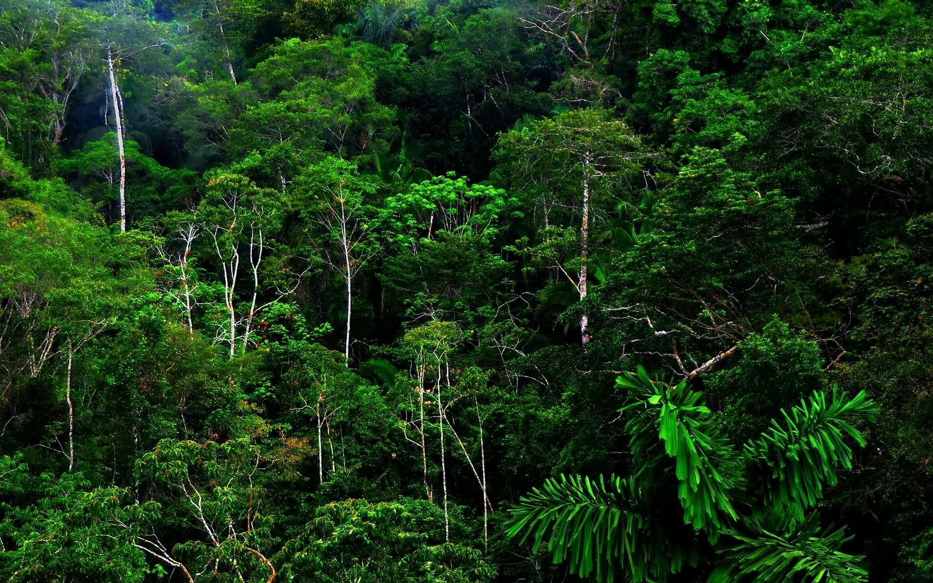 Dense green forest with tall trees HD Wallpaper