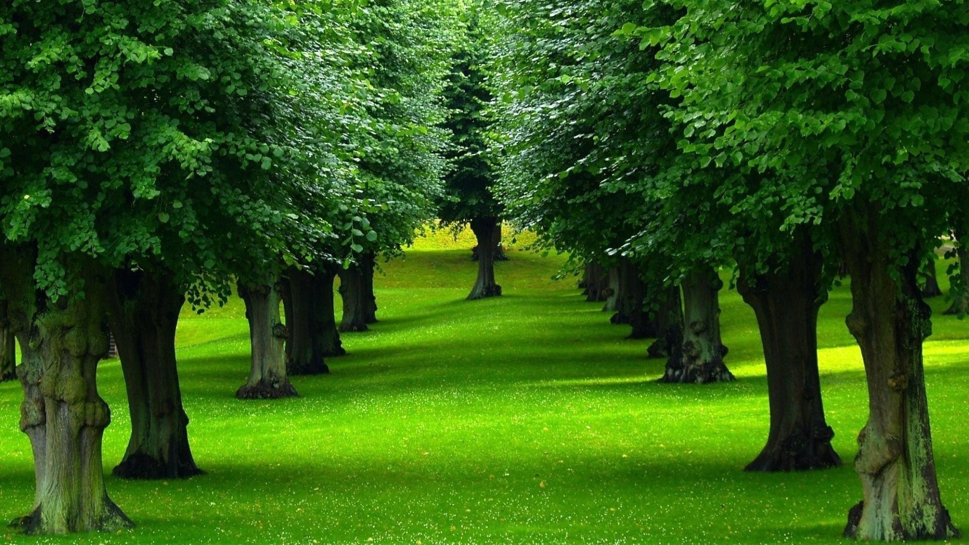 A tree-lined path in a green park HD Wallpaper
