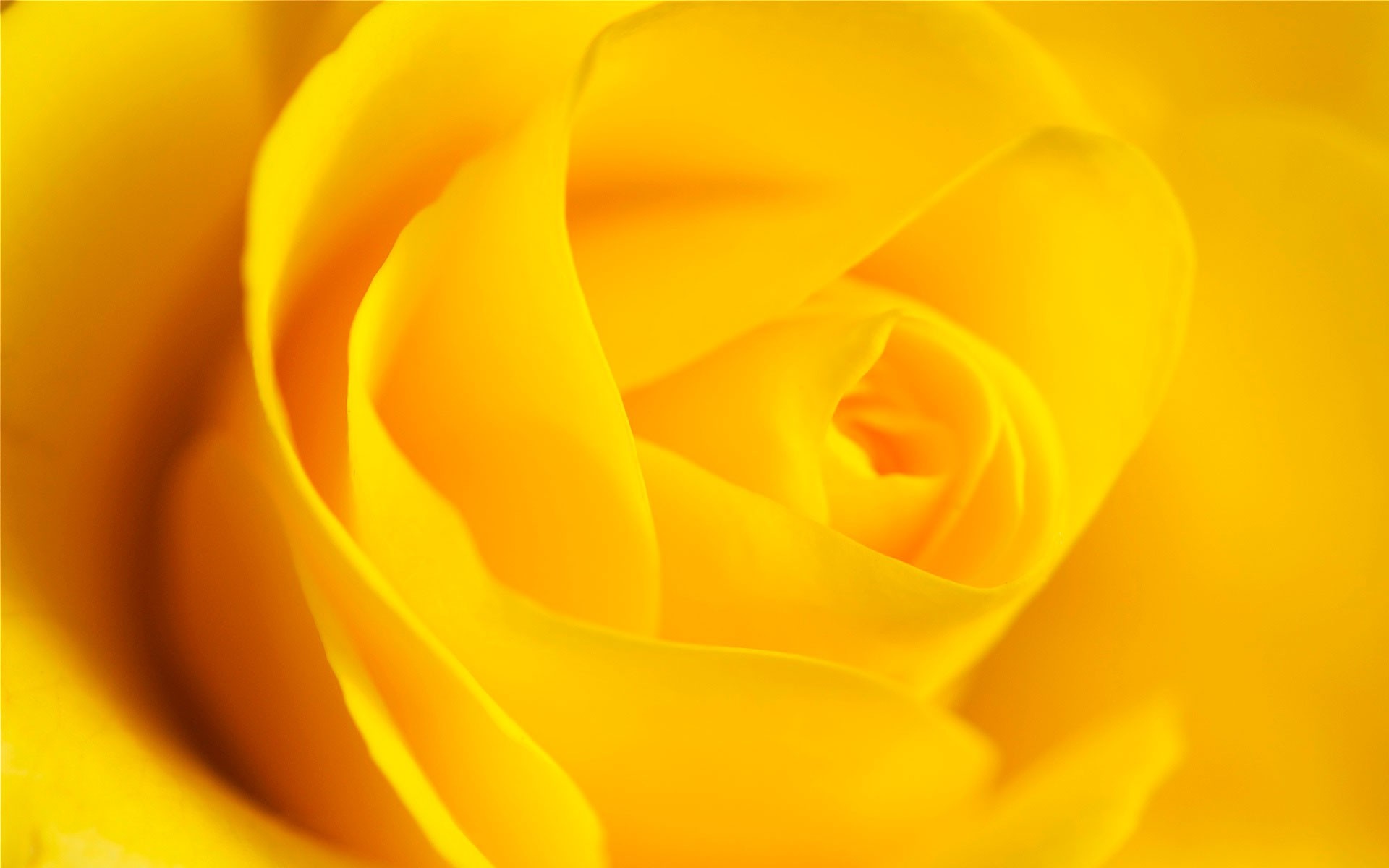 Close up of a yellow rose petal HD Wallpaper