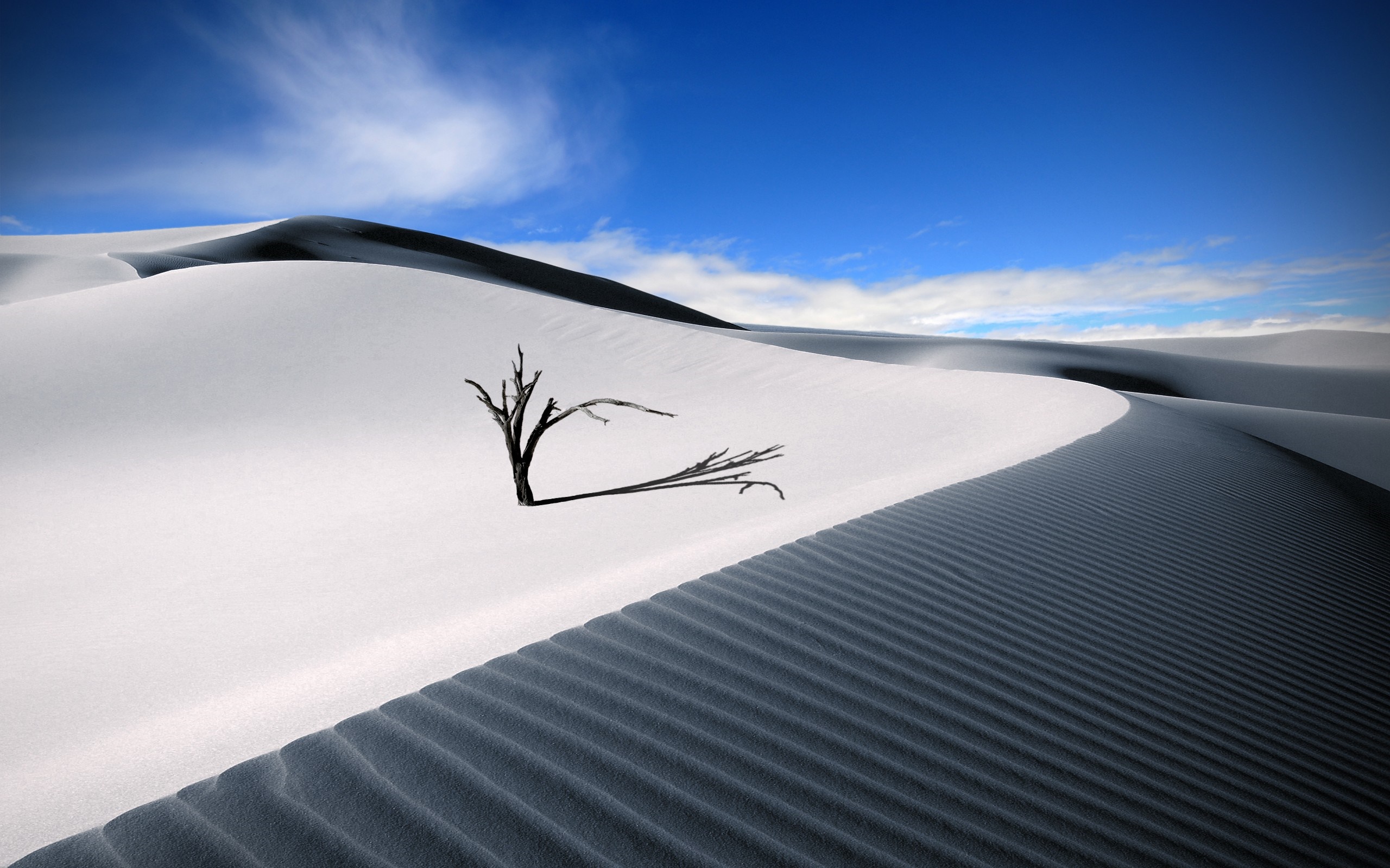 Dead tree in a vast sand dune landscape under a blue sky HD Wallpaper