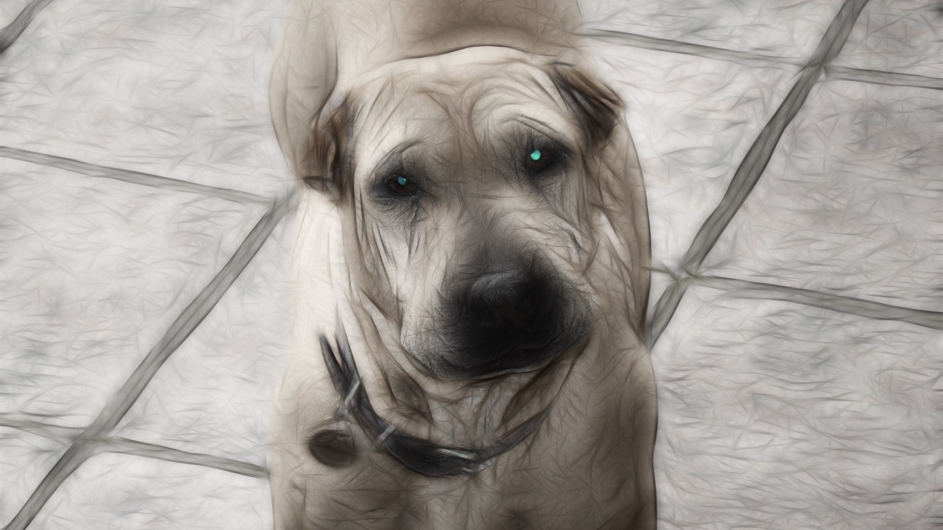 Dog with wrinkled face looking up HD Wallpaper