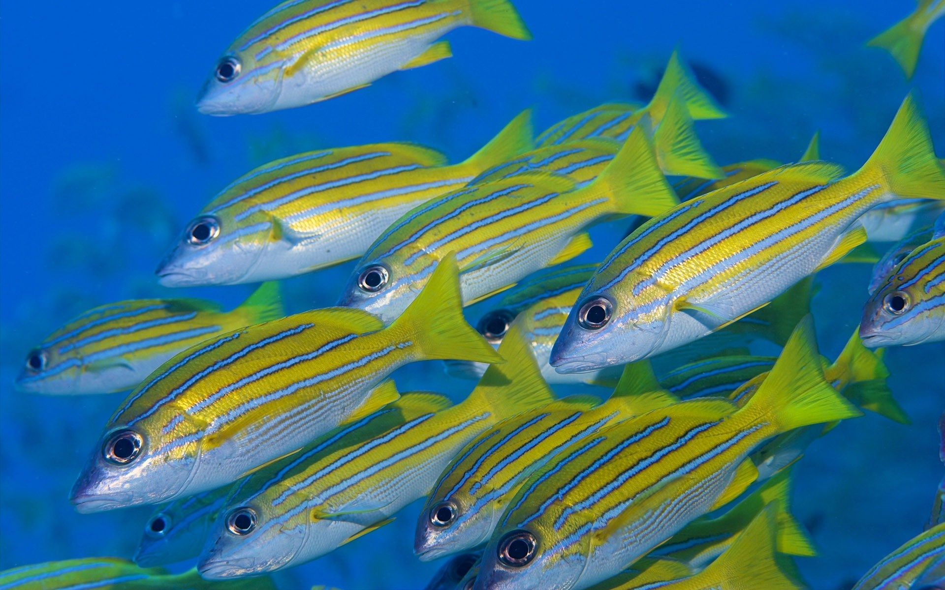School of yellow and blue striped fish underwater HD Wallpaper