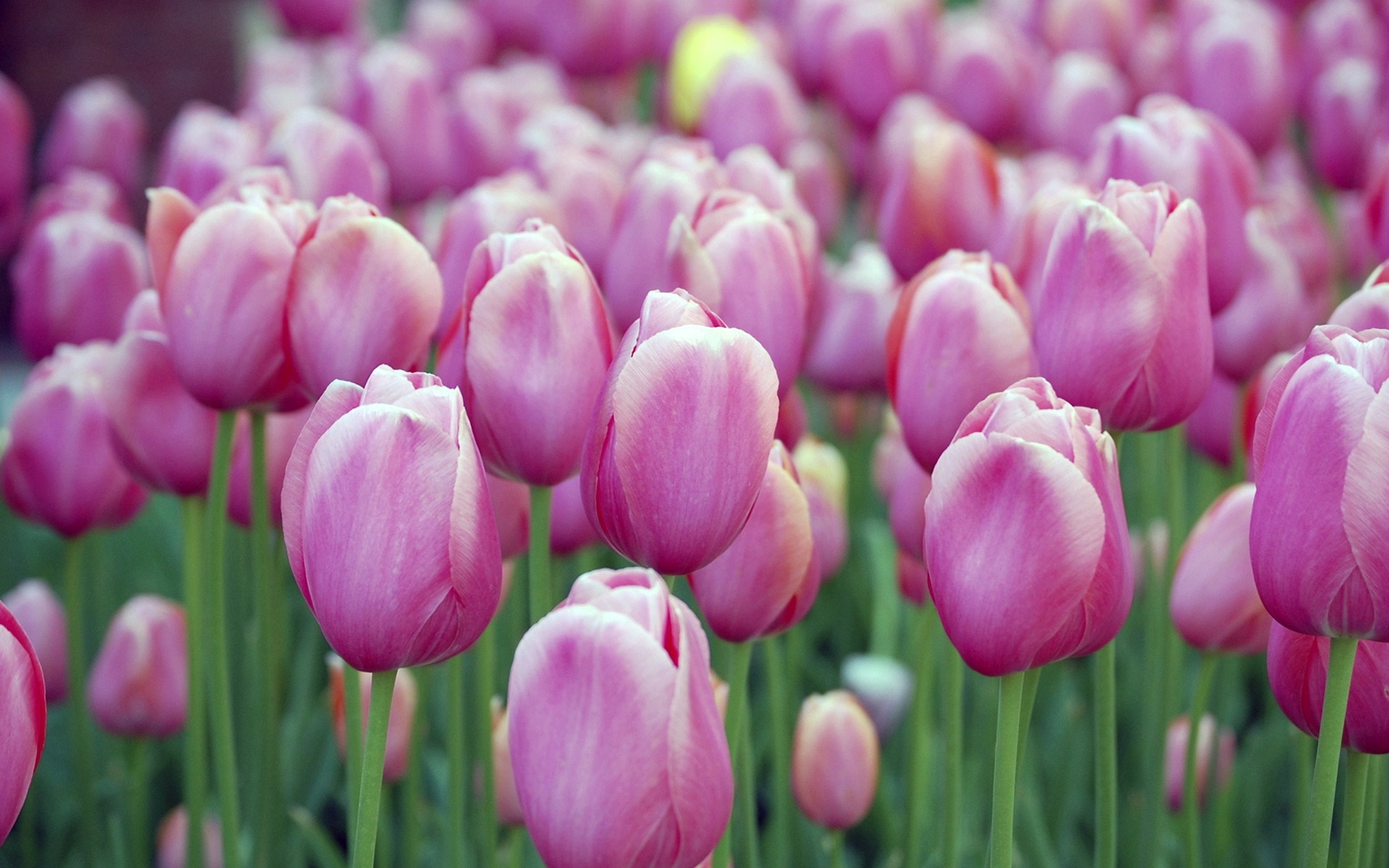 A field of pink tulips in bloom HD Wallpaper