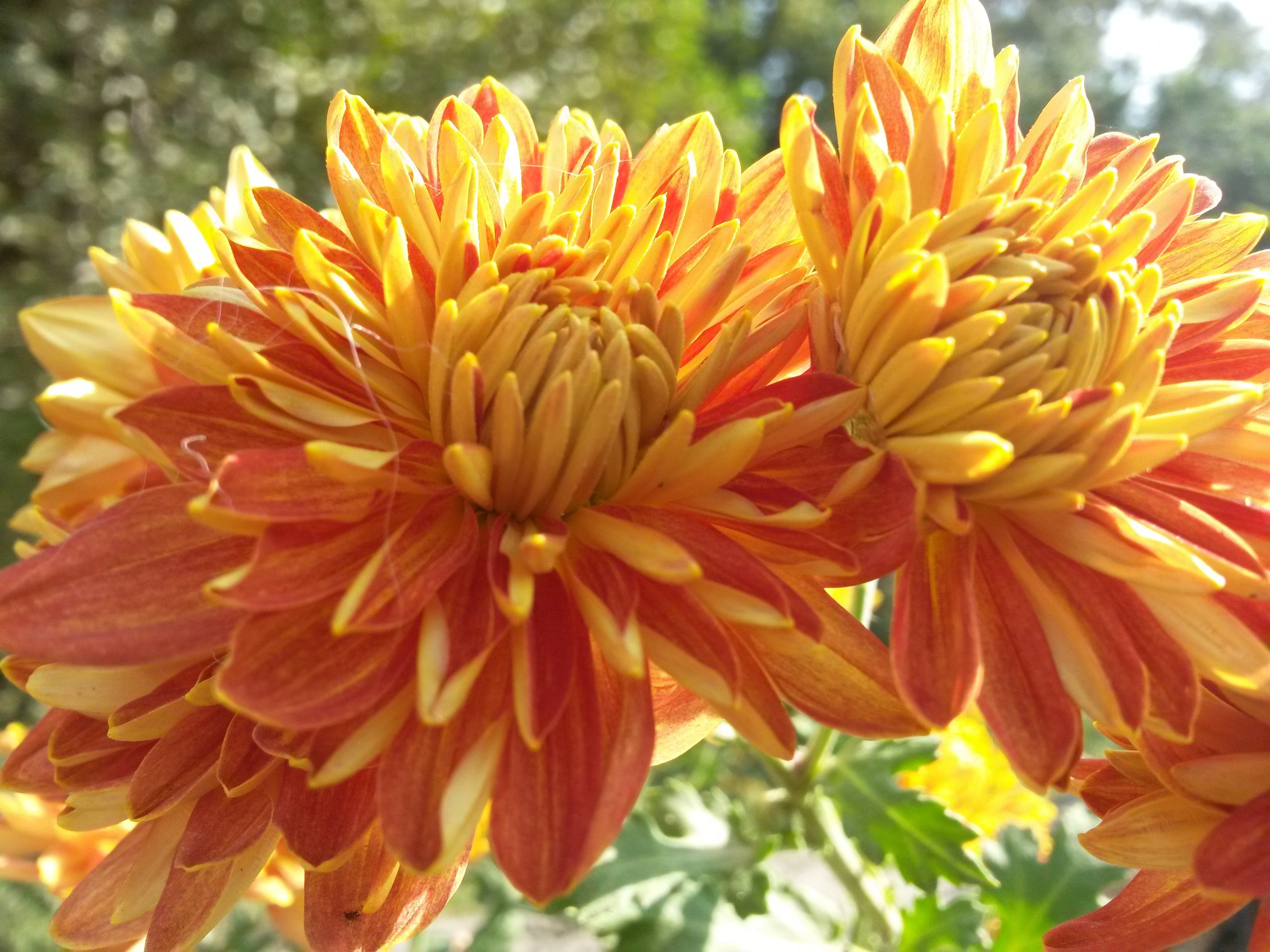 Close-up of orange and yellow chrysanthemums HD Wallpaper
