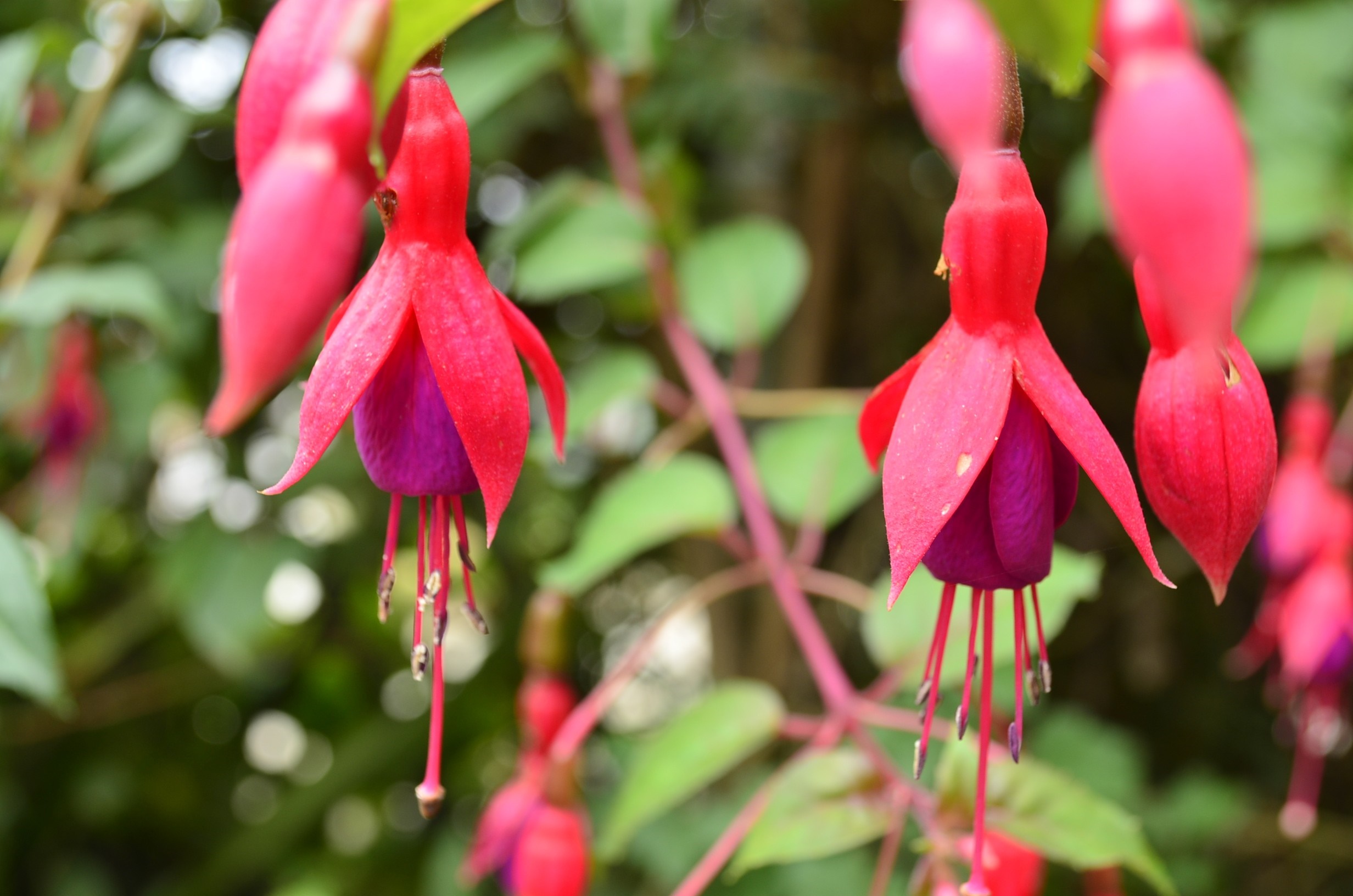 Close-up of Fuchsia flowers with red and purple petals HD Wallpaper