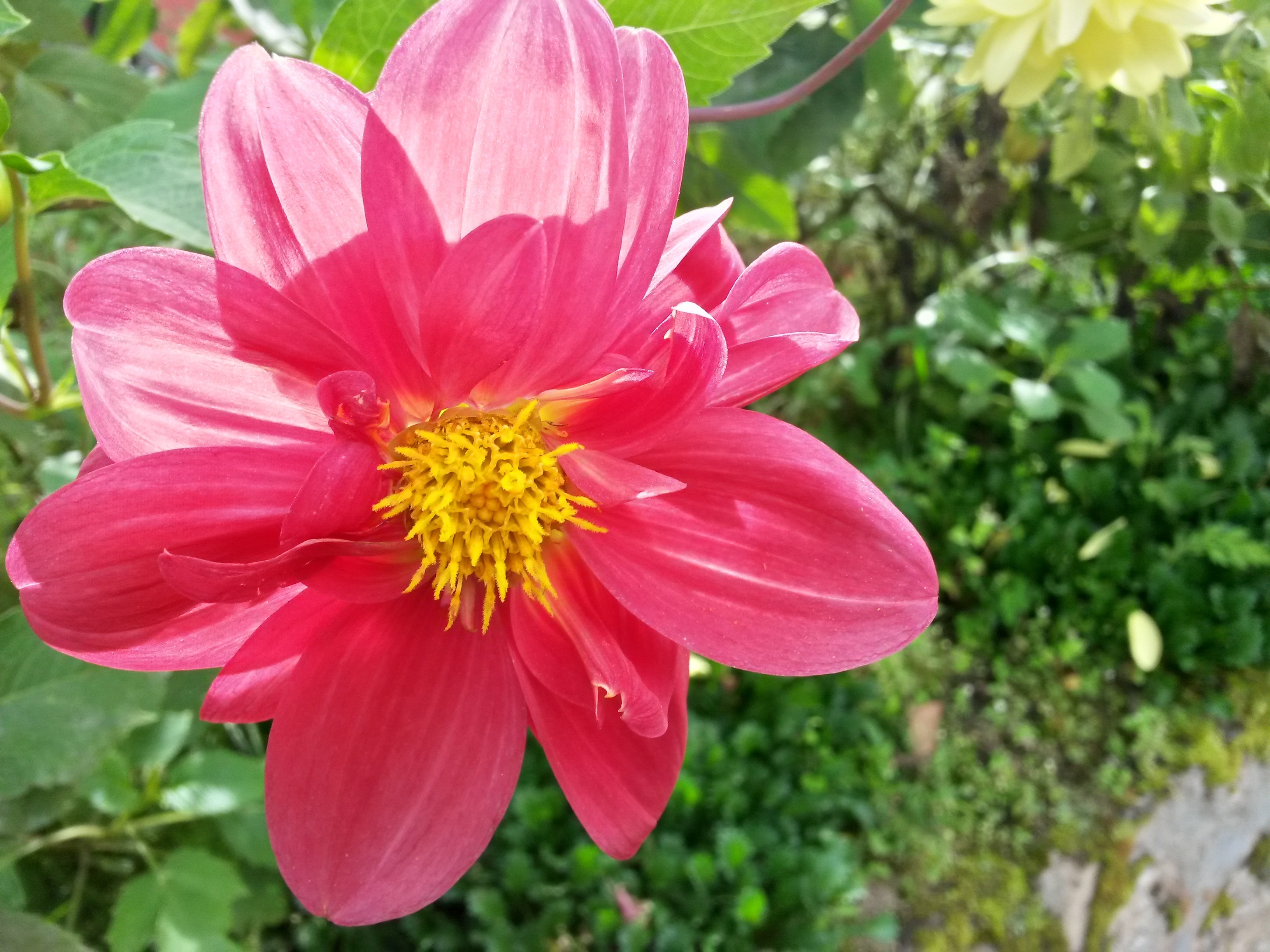 Vibrant Red Dahlia Flower in Bloom HD Wallpaper
