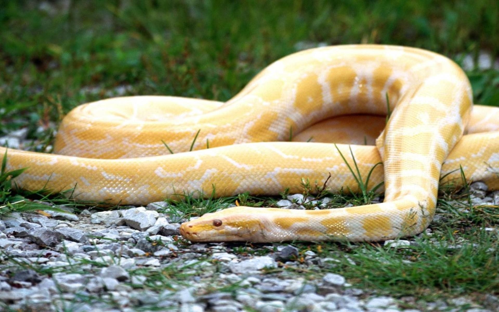 Albino python snake on the ground HD Wallpaper