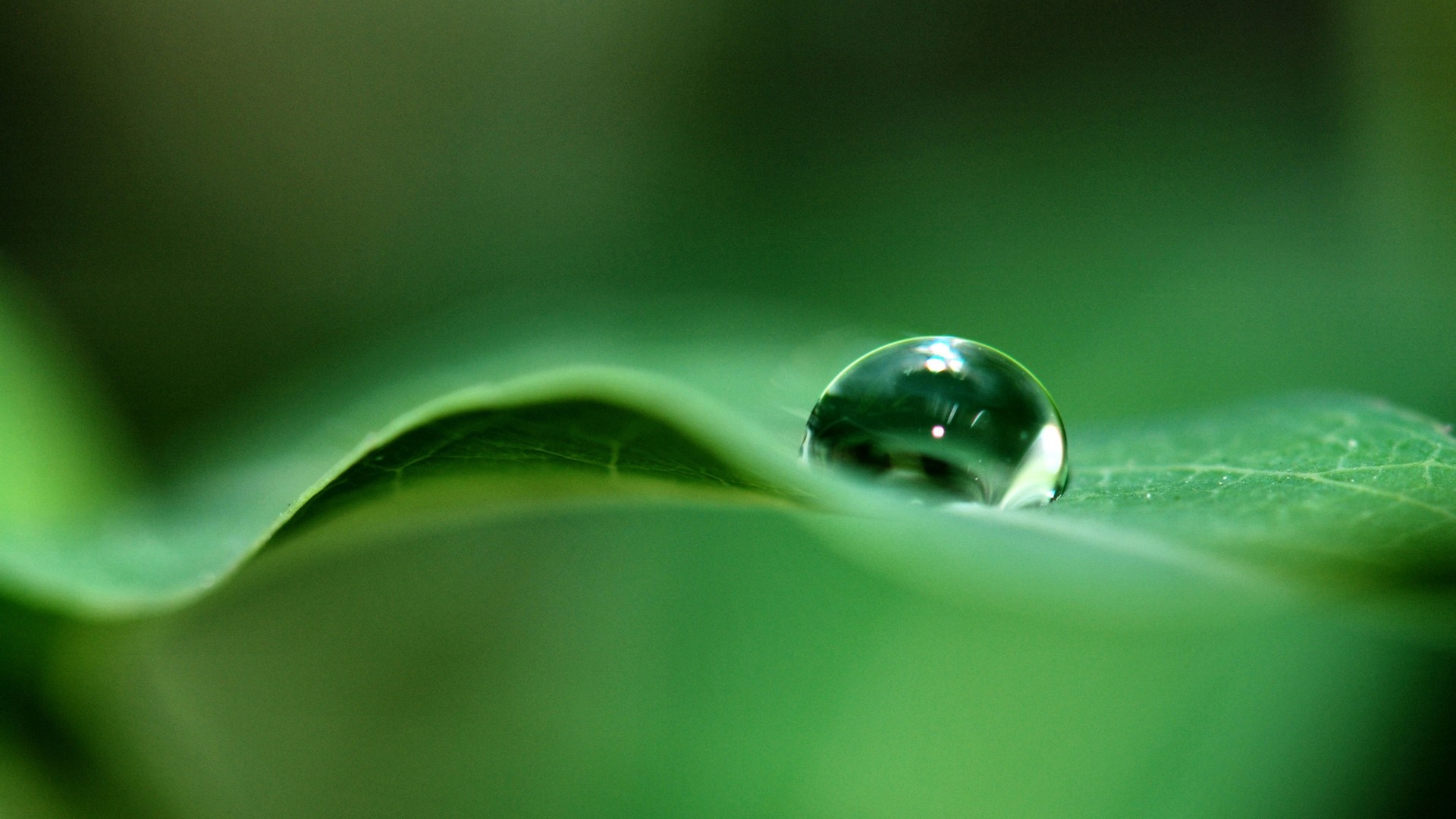 Water drop on a green leaf HD Wallpaper