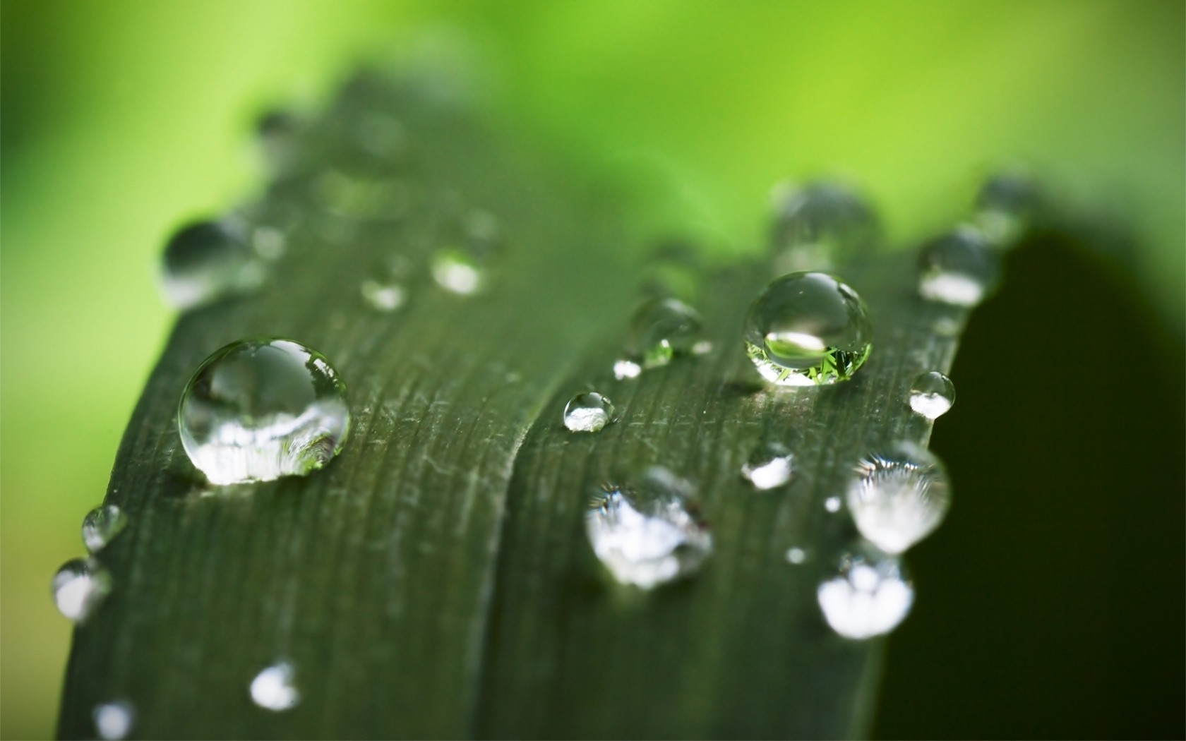 Close-up of water drops on a green leaf HD Wallpaper