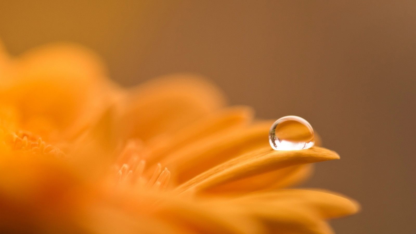 Close-up of a water drop on an orange flower petal HD Wallpaper