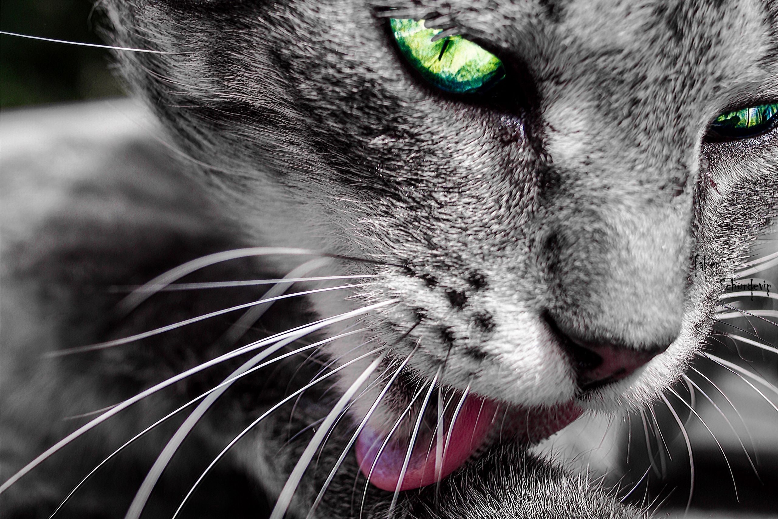 Close-up of a cat licking its paw with green eyes HD Wallpaper