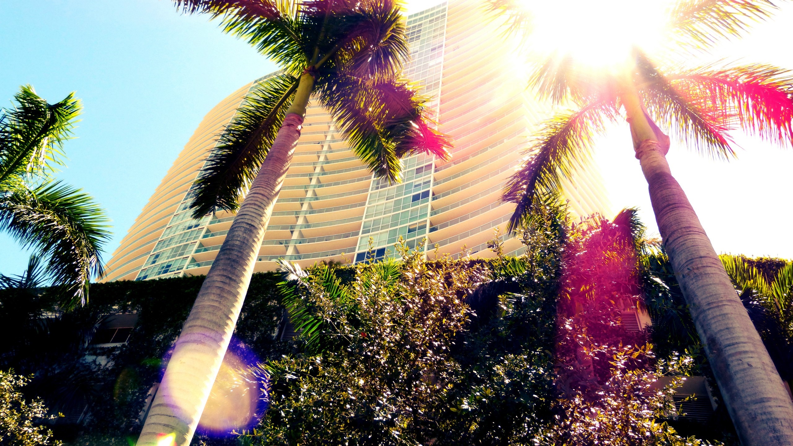 Palm trees in front of a modern building in Miami HD Wallpaper