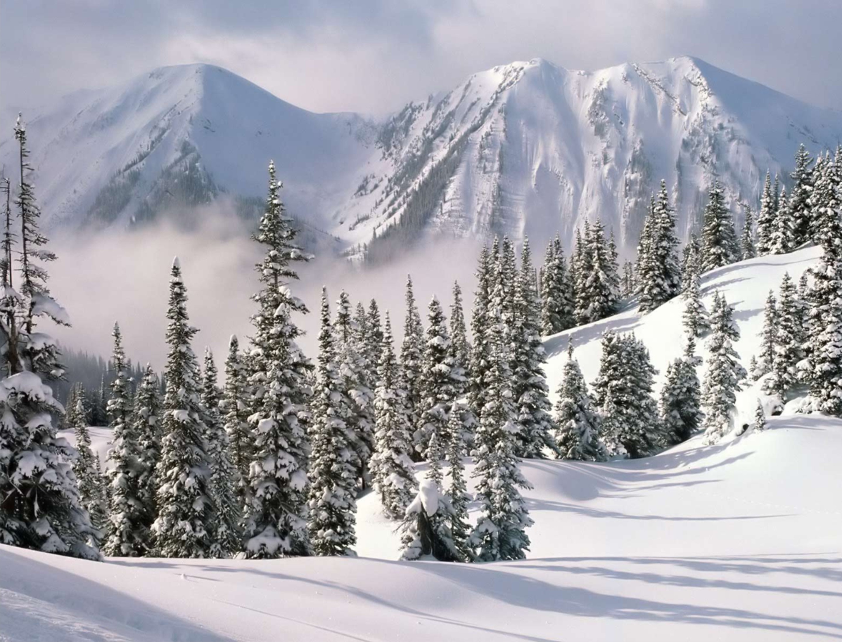 Snow-covered mountains and pine trees in winter HD Wallpaper