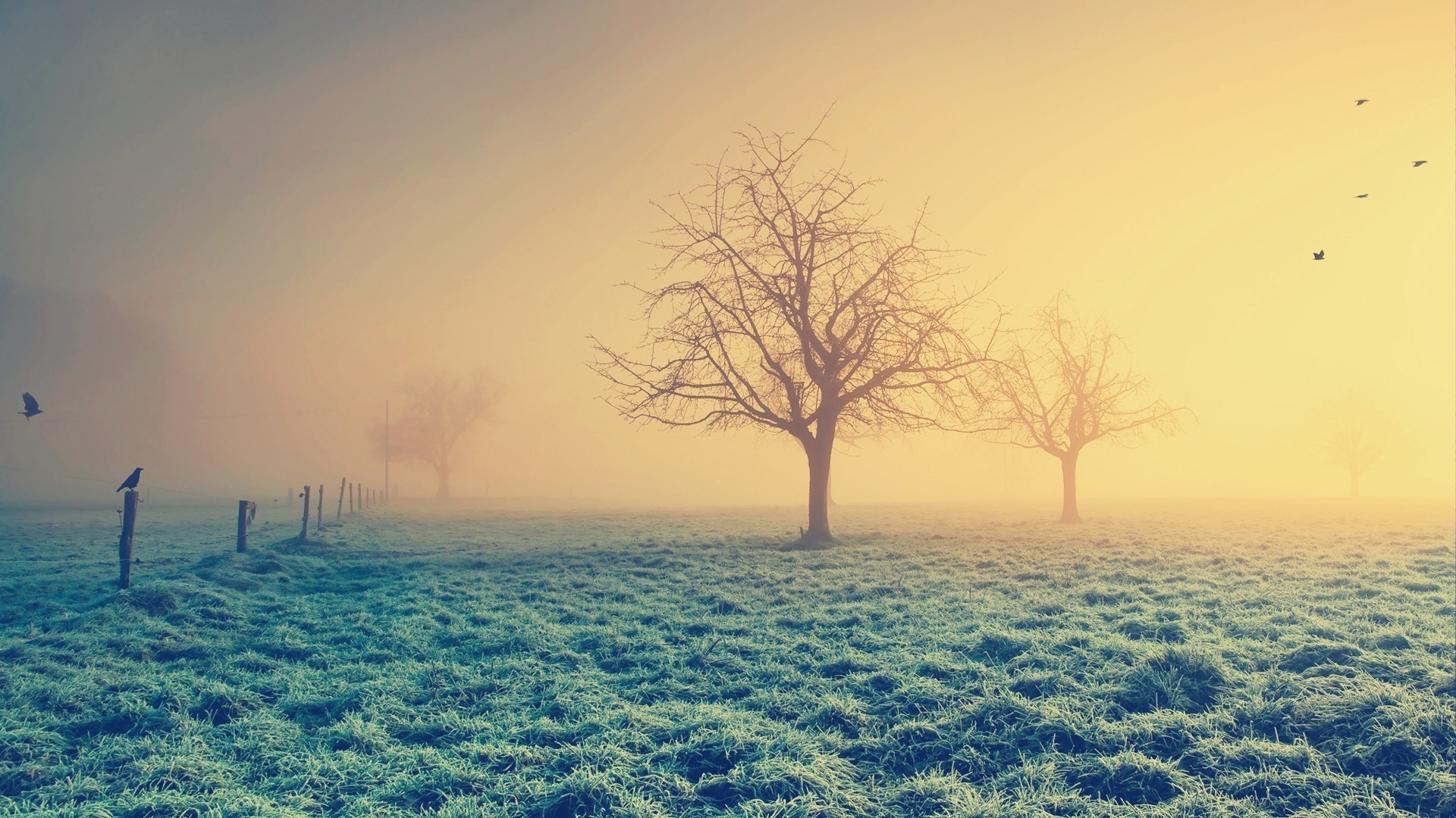 Misty field with trees and birds at sunrise HD Wallpaper