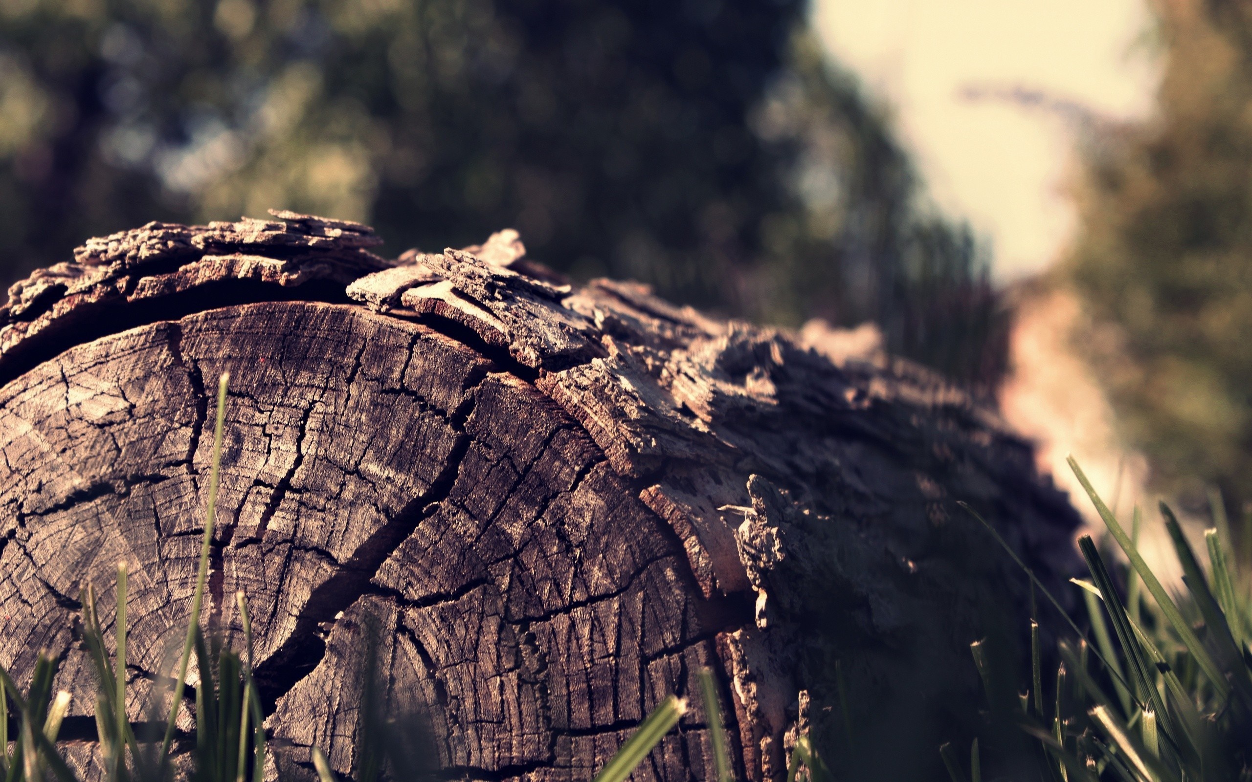 Close-up of a cracked log in grass with sunlight HD Wallpaper