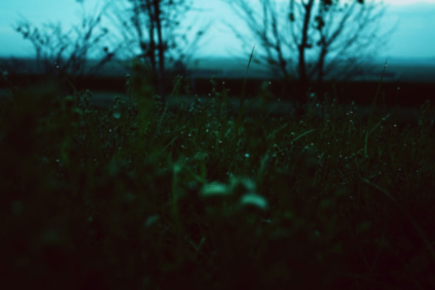 Dark grass with dew drops and trees HD Wallpaper