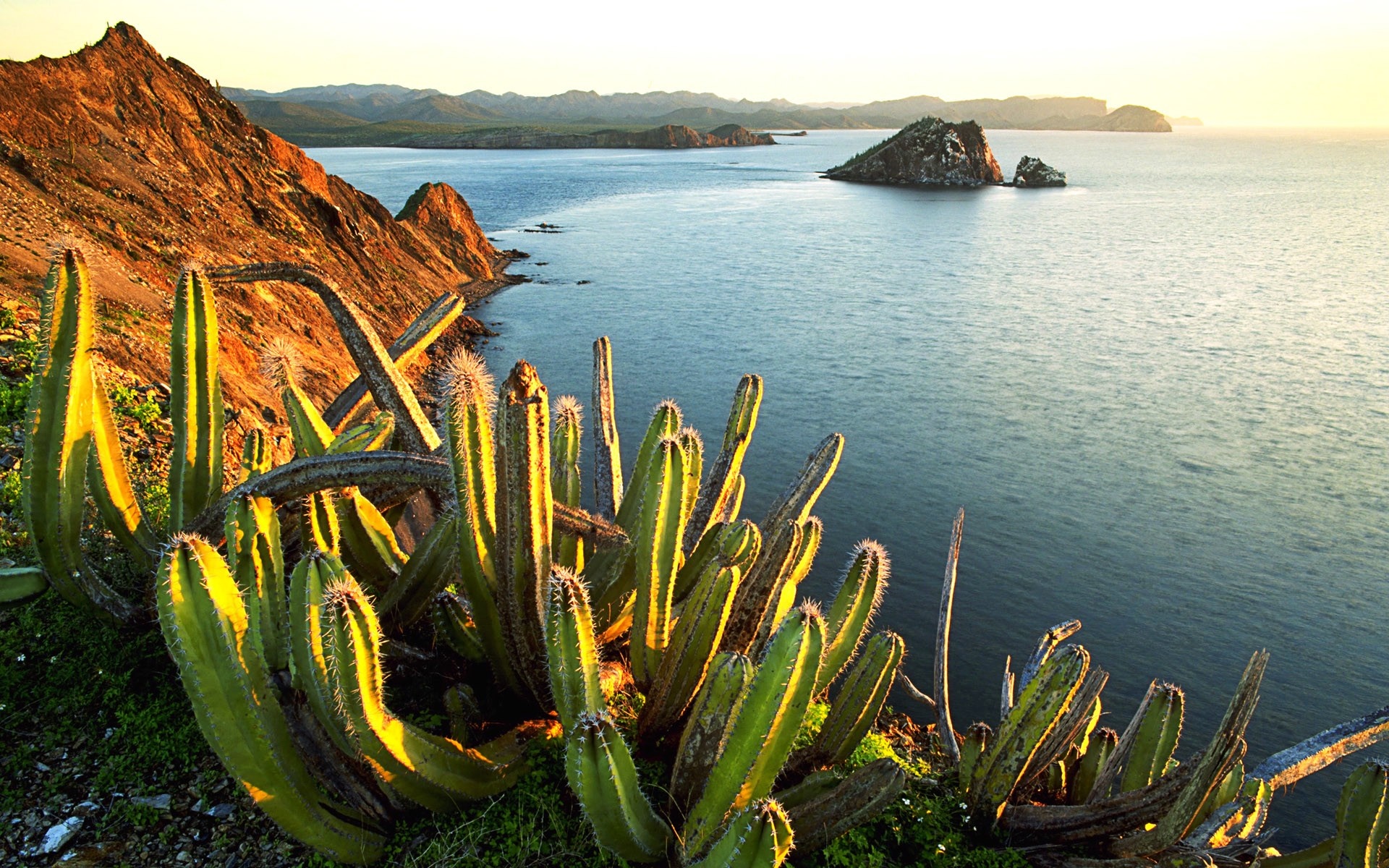 Cactus on a rocky coast overlooking the sea at sunset HD Wallpaper