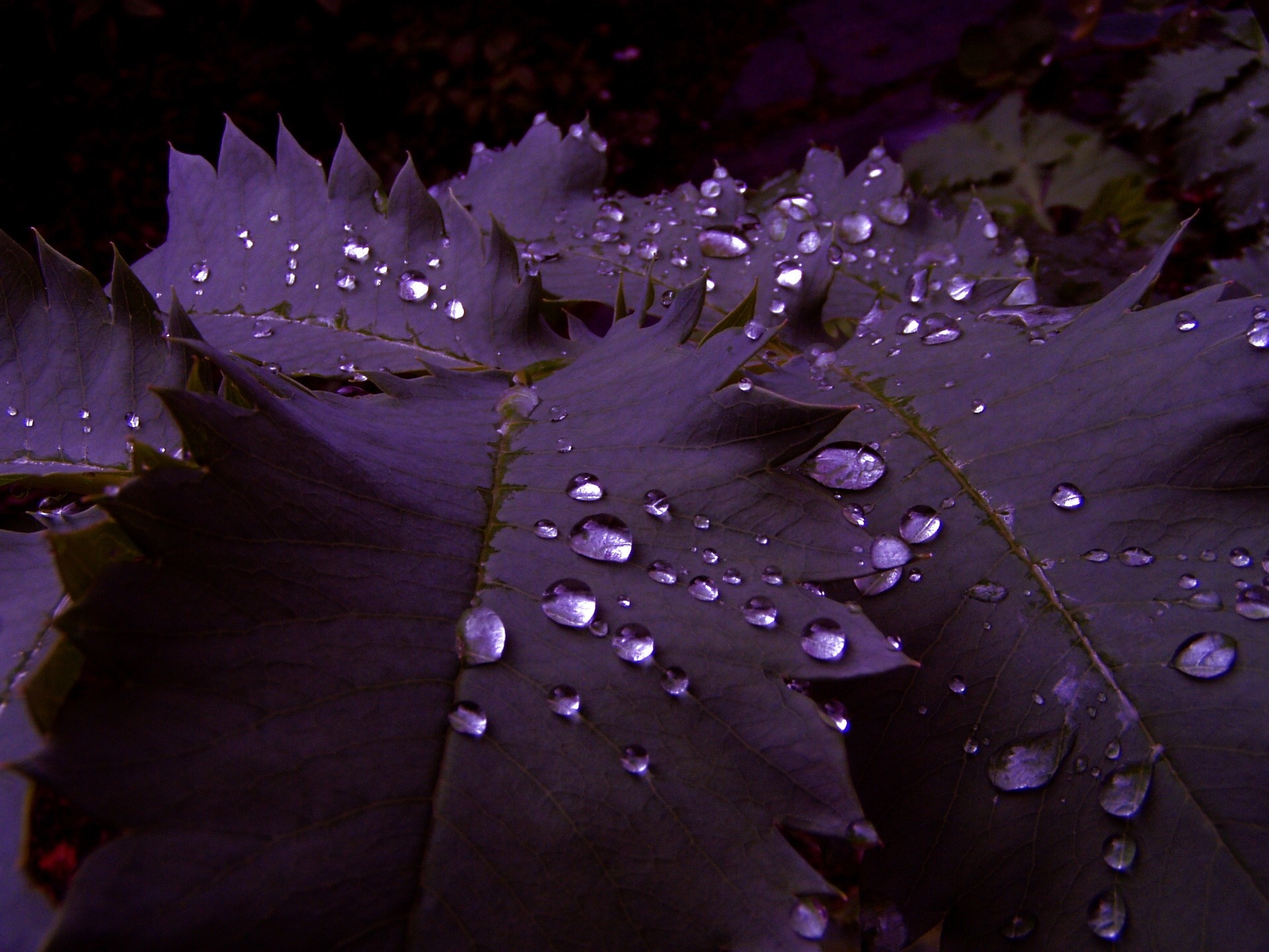 Purple leaves with water droplets HD Wallpaper