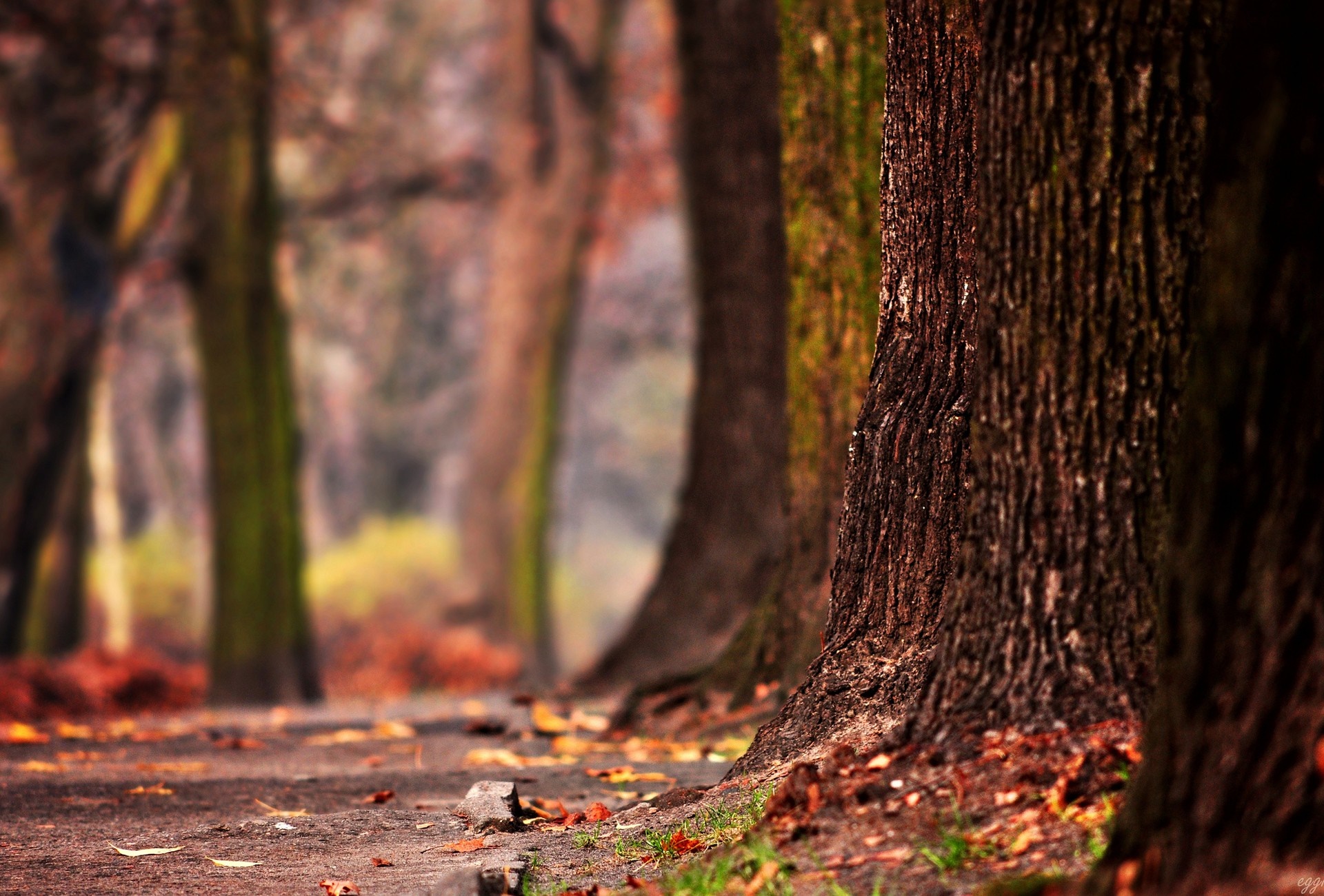 Autumn forest path with trees and fallen leaves HD Wallpaper